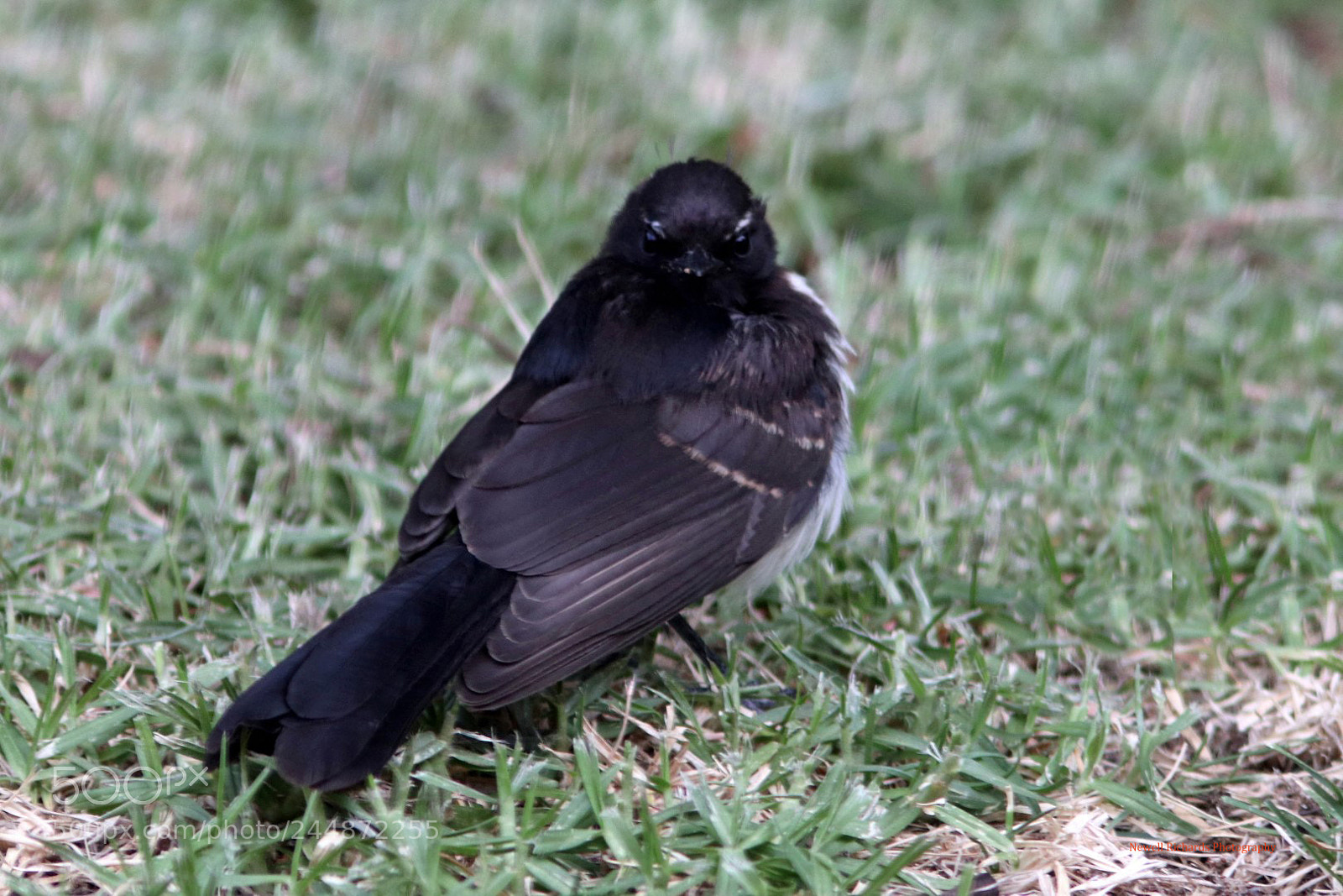 Canon EOS 800D (EOS Rebel T7i / EOS Kiss X9i) sample photo. Willie wagtail (large) photography