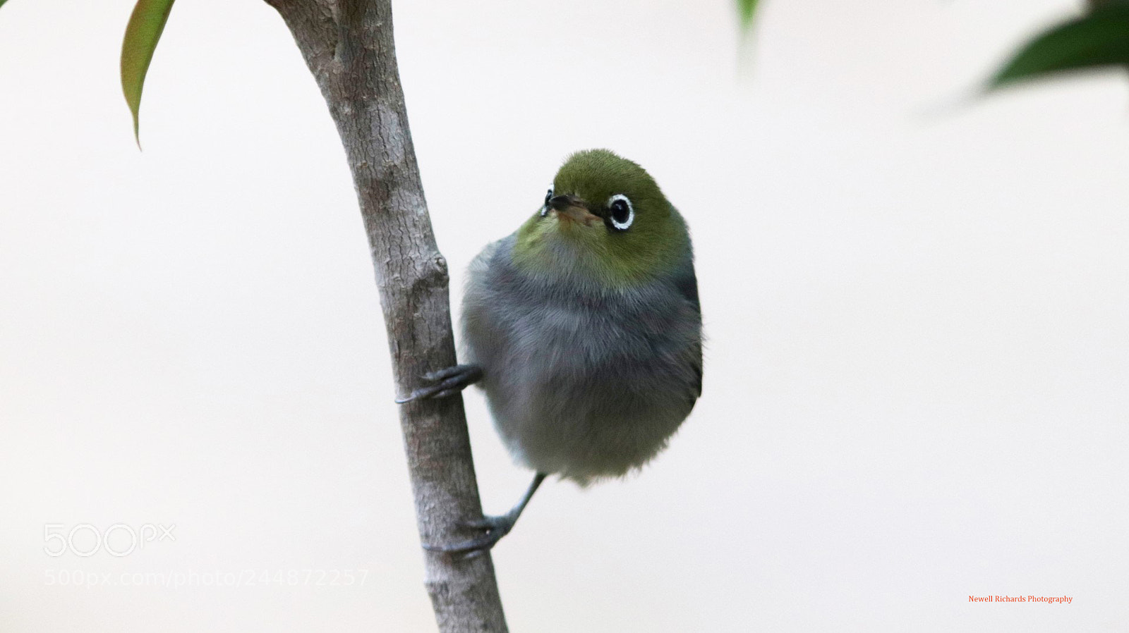 Canon EOS 800D (EOS Rebel T7i / EOS Kiss X9i) sample photo. Silvereye (large) photography