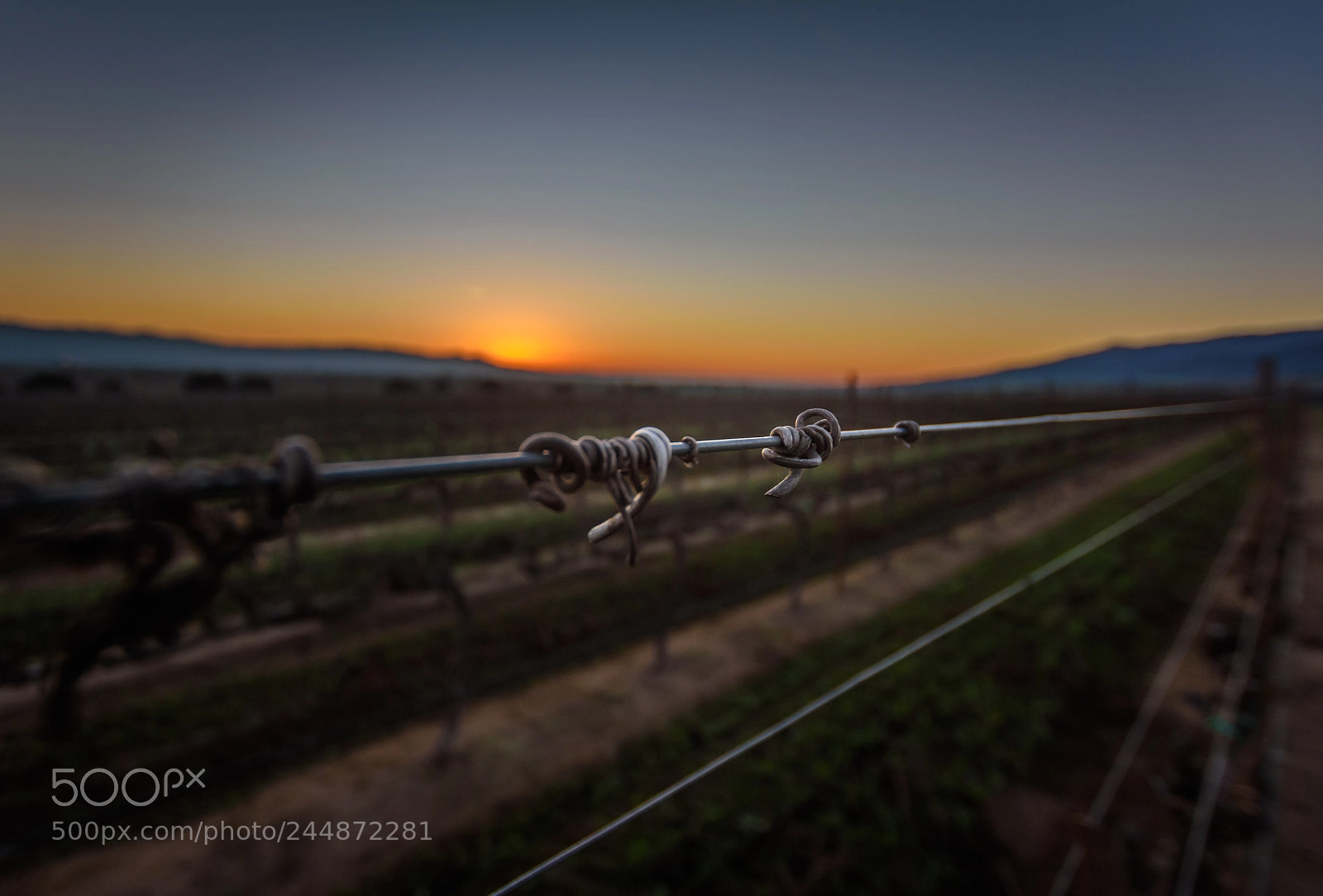 Nikon D7200 sample photo. Vineyard sunrise photography