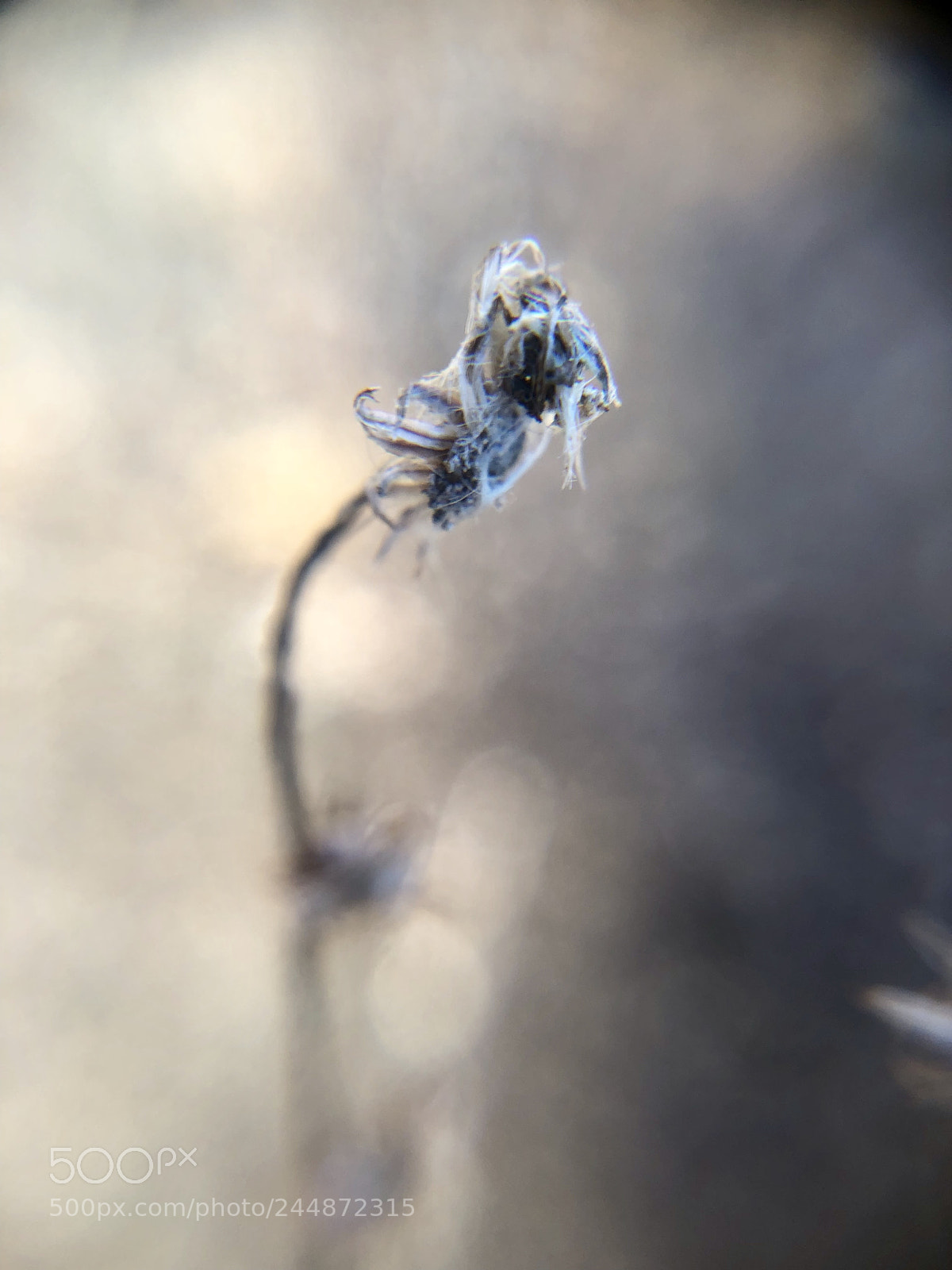 Apple iPhone X sample photo. Wrapped photography