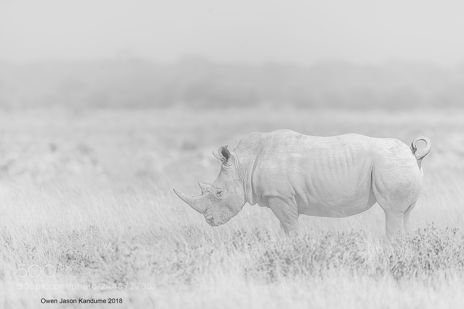Canon EOS-1D X Mark II sample photo. Etosha ghost photography