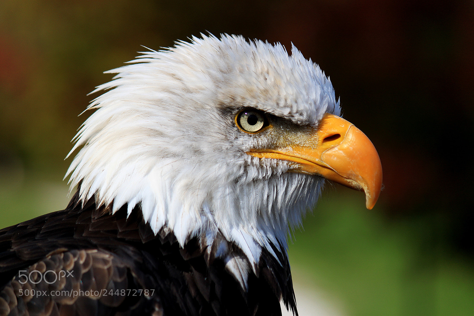 Canon EOS 500D (EOS Rebel T1i / EOS Kiss X3) sample photo. Bald eagle photography