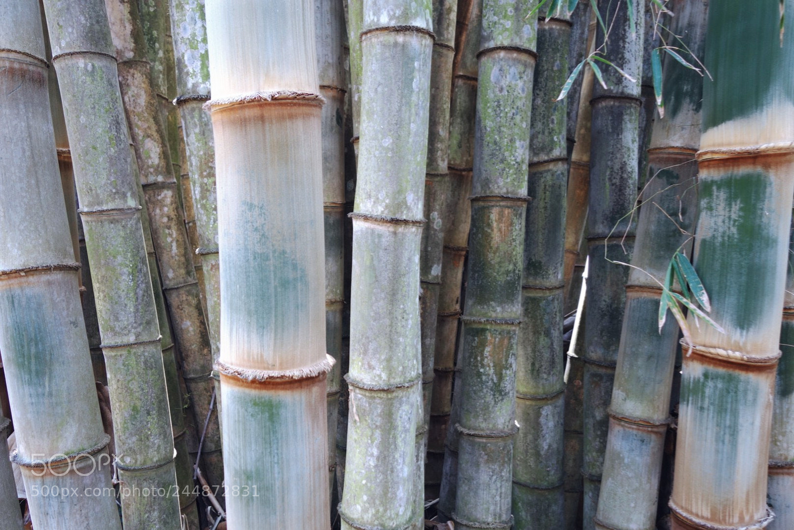 Sony Cyber-shot DSC-RX100 II sample photo. Bamboo photography