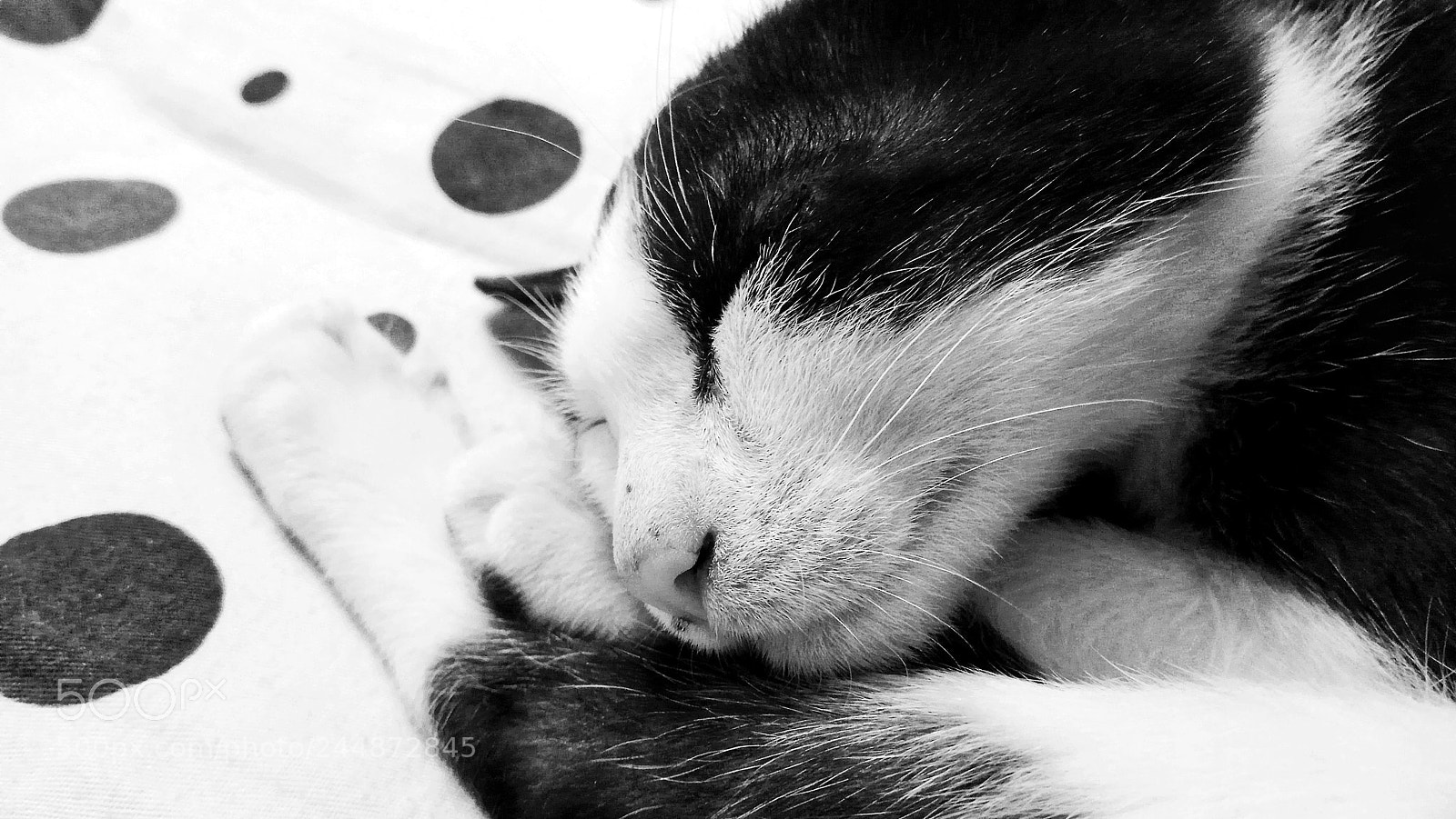Xiaomi Redmi Note 4X sample photo. Cat photography