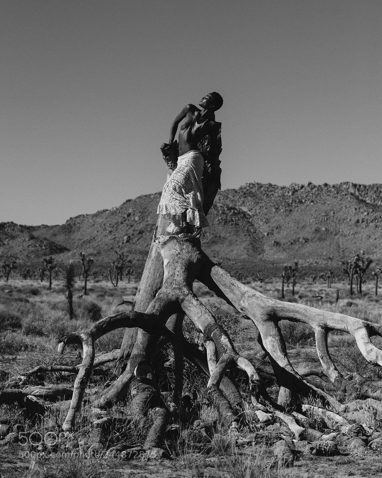Nikon D4 sample photo. Desert rose photography