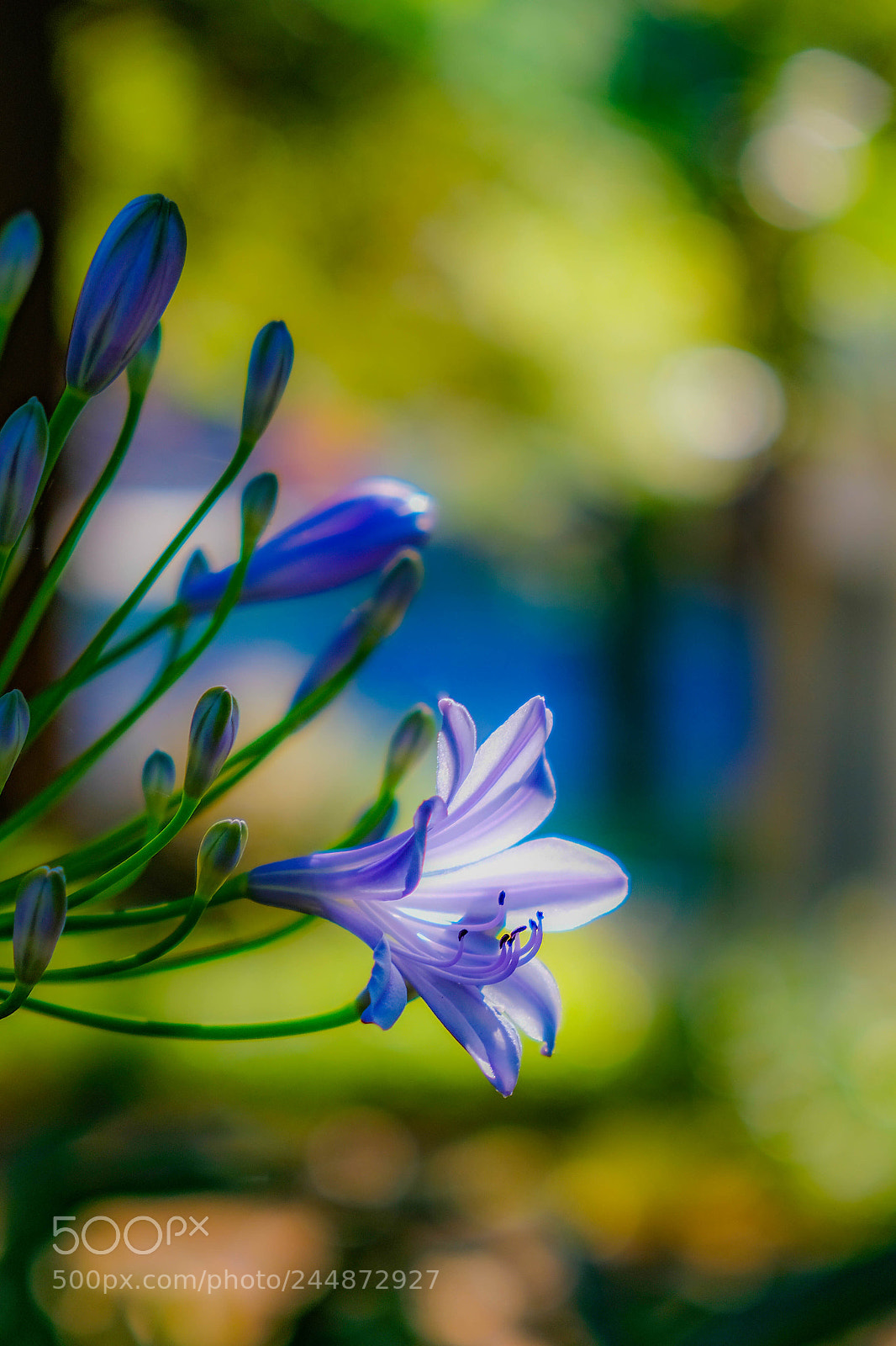 Fujifilm X-E3 sample photo. A purple glow photography