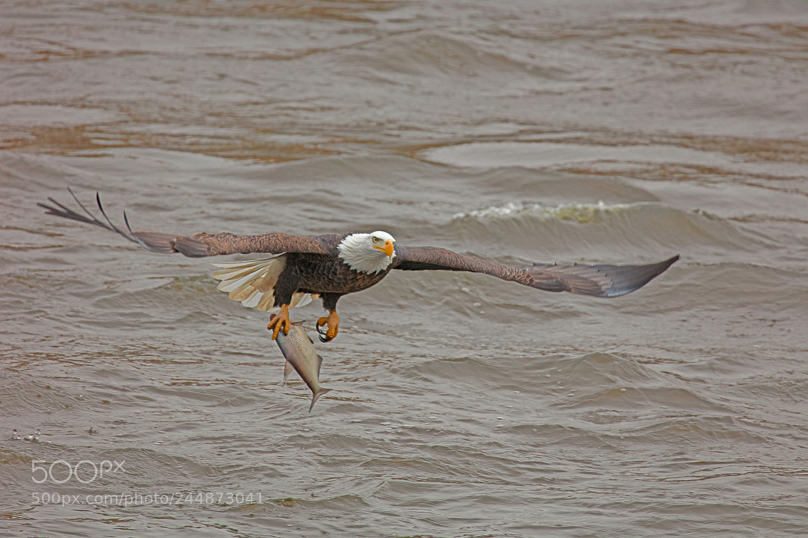 Canon EOS 5DS R sample photo. Spread eagle with fish photography