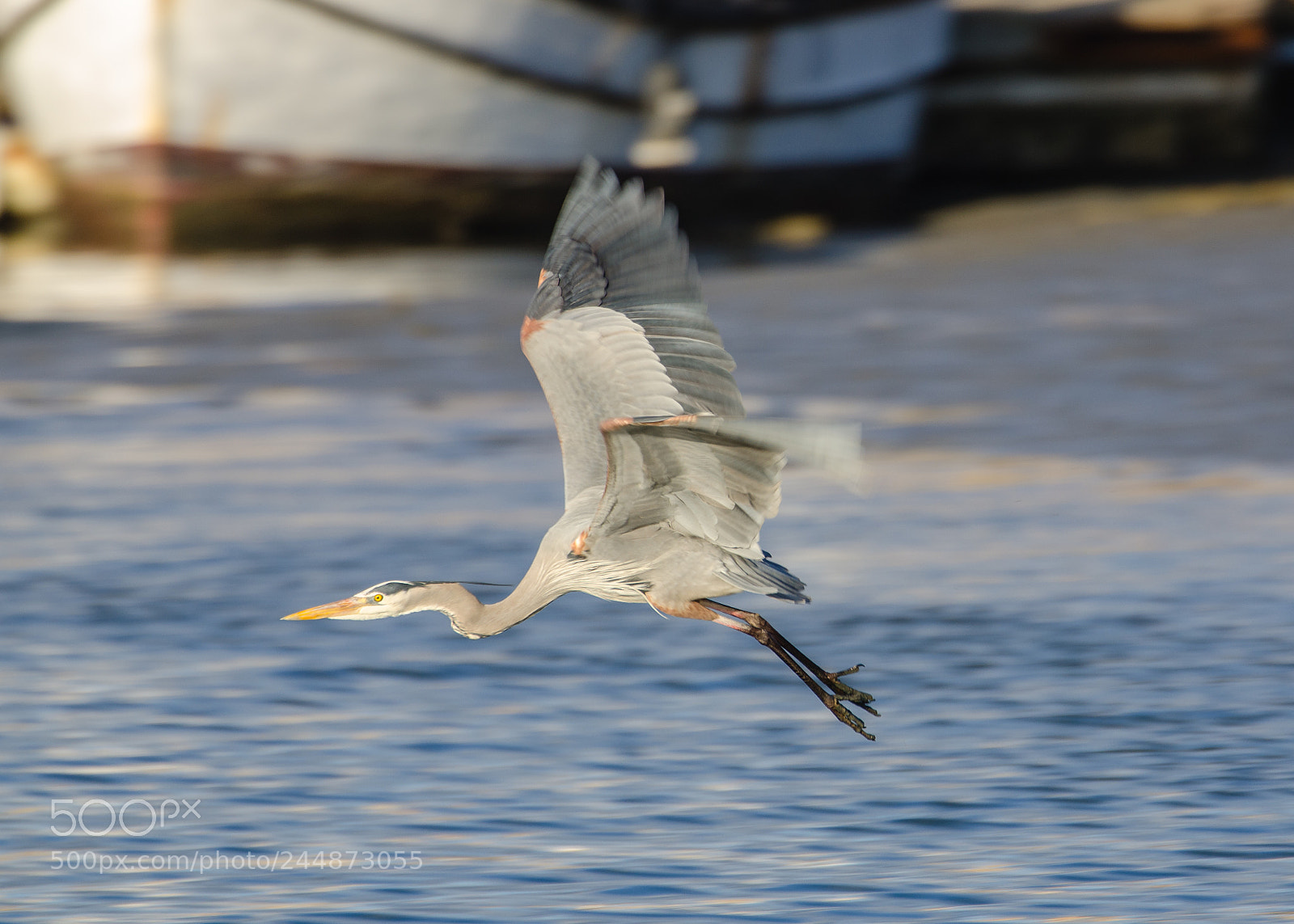 Nikon D7000 sample photo. Blue heron in flight photography