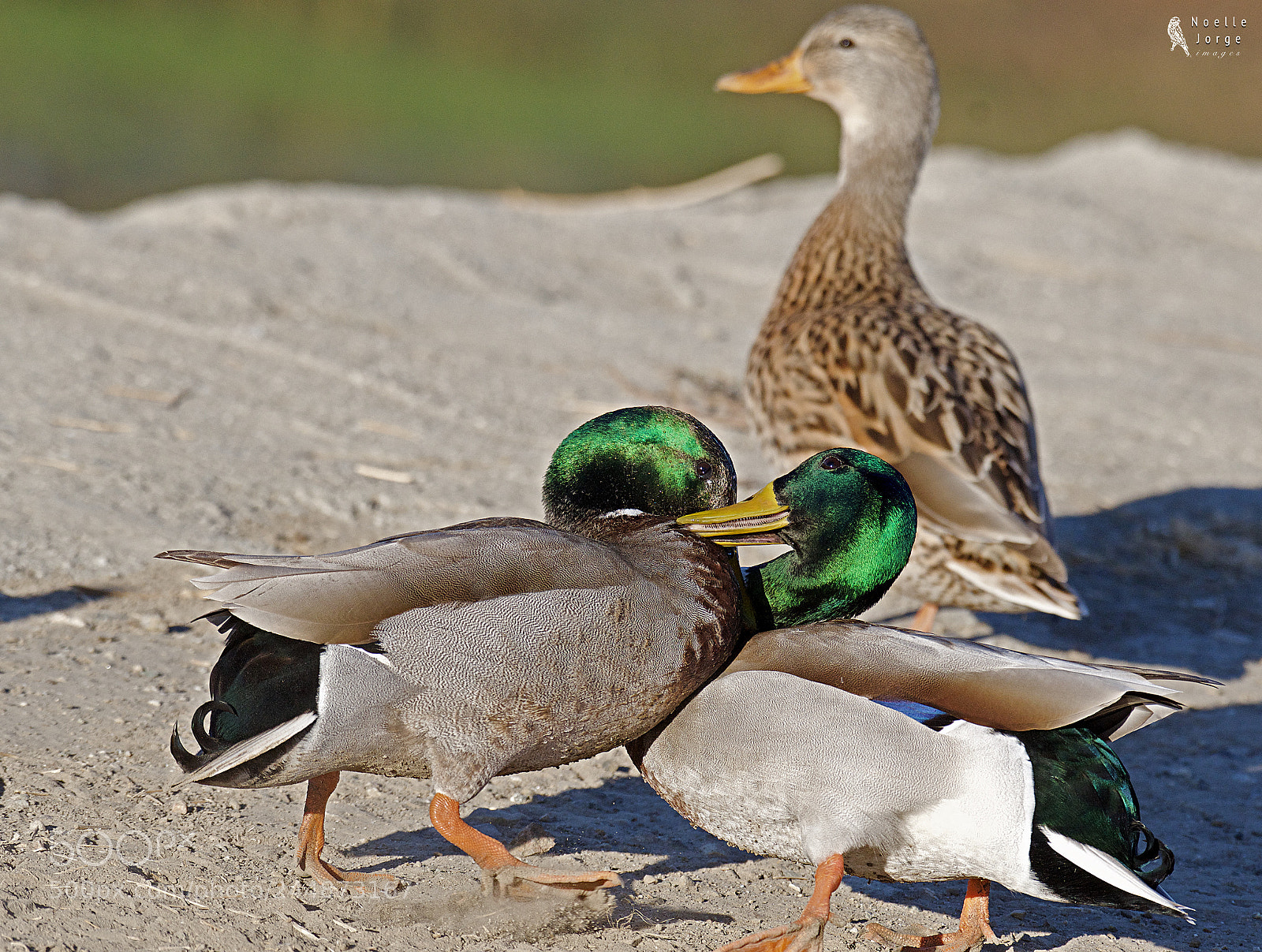 Nikon D500 sample photo. Male mallards fight over photography