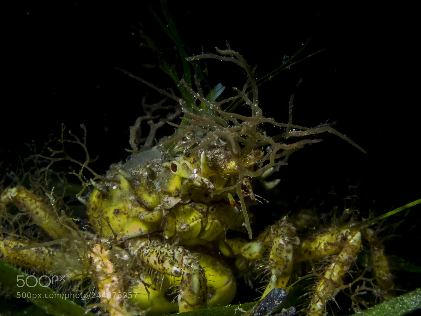 Olympus TG-5 sample photo. Spider crab sp. photography