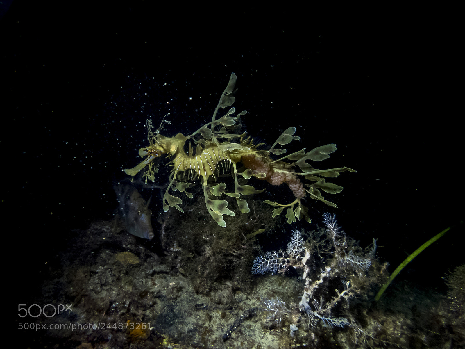 Olympus TG-5 sample photo. Leafy seadragon (phycodurus eques) photography