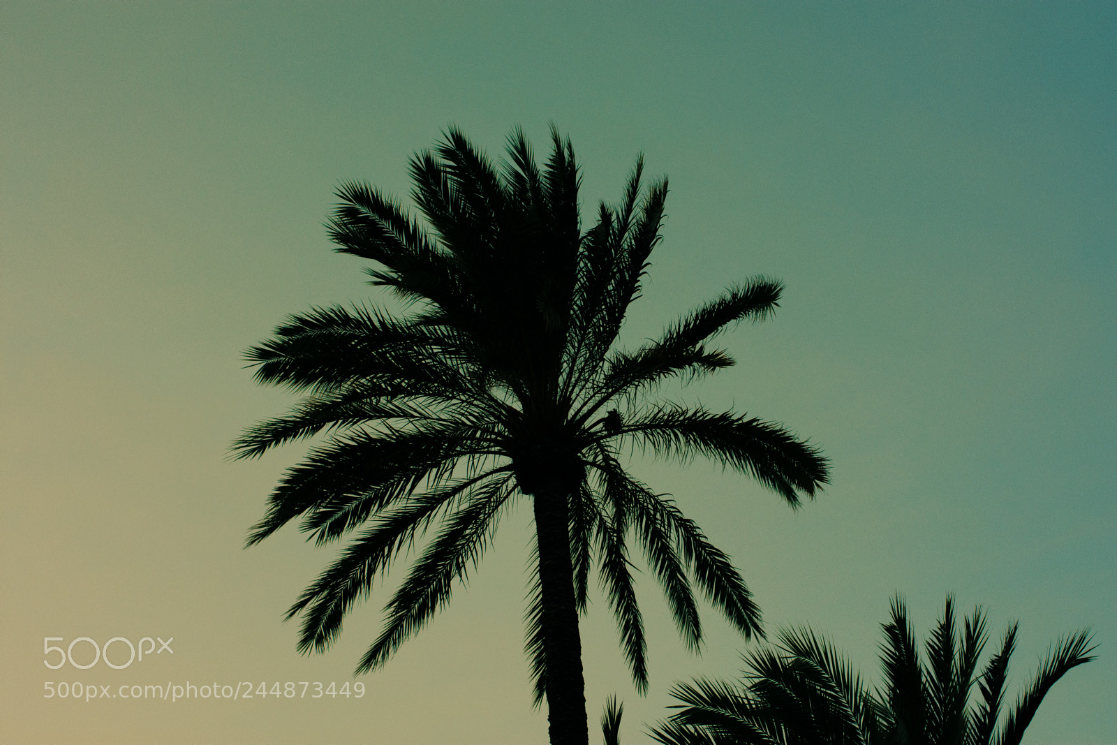 Nikon D7200 sample photo. Palm photography