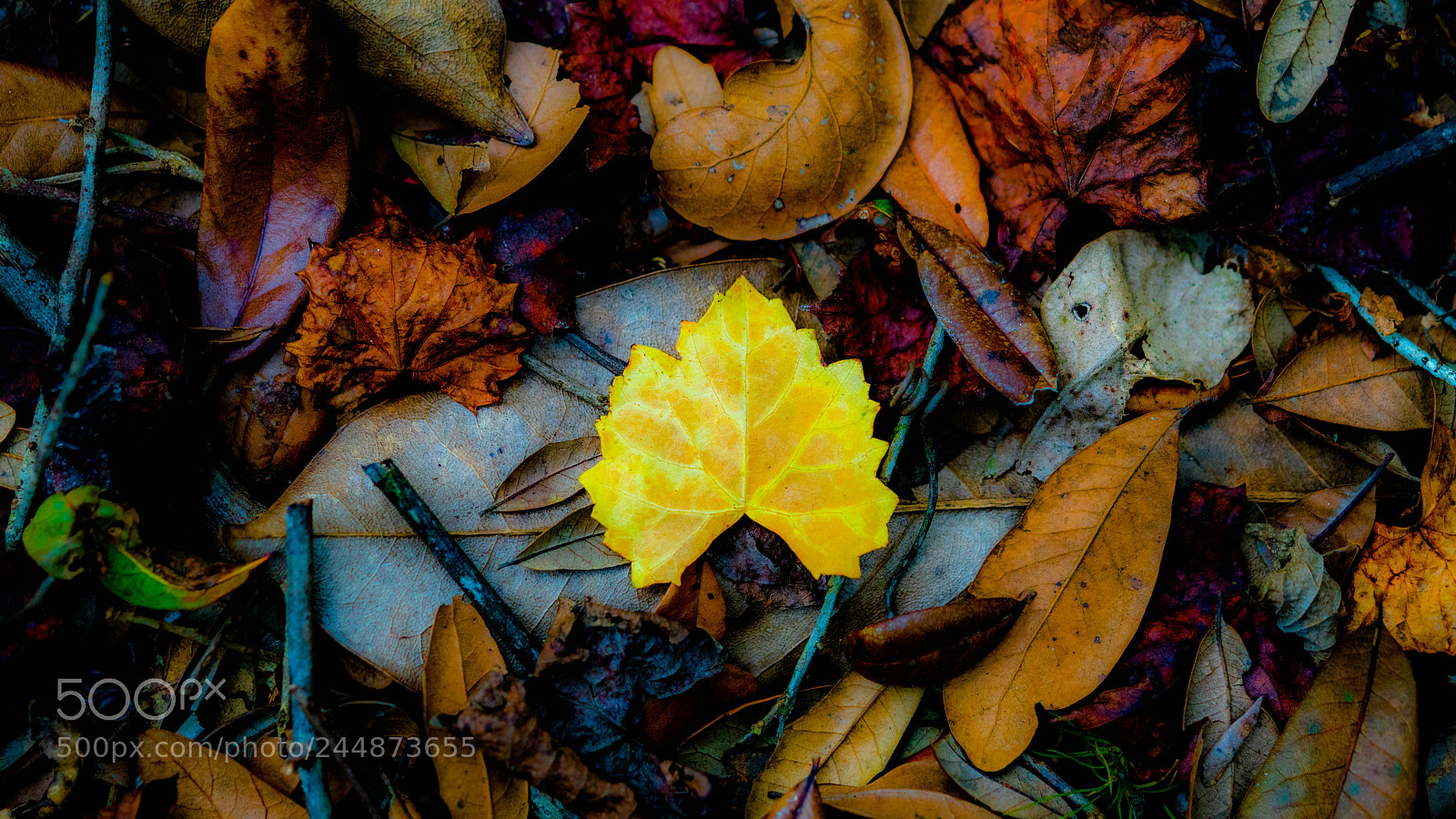Sony a7R II sample photo. Untitled photography