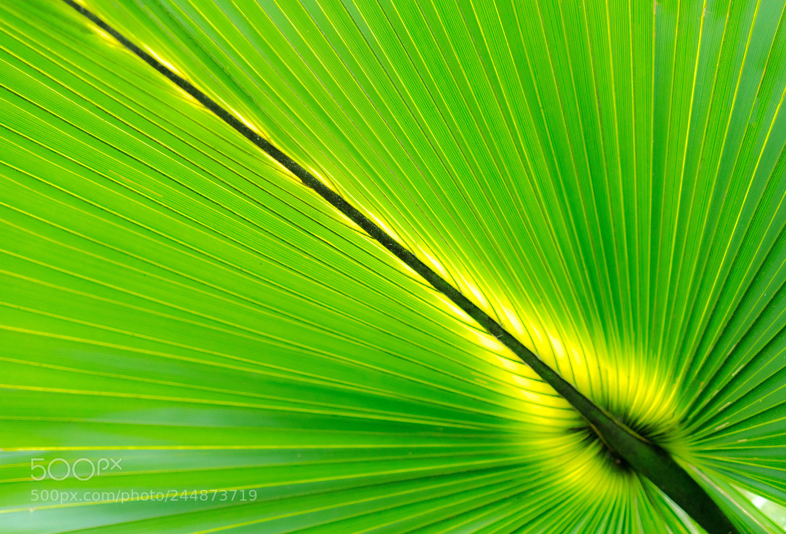 Sony a7R II sample photo. Plam leaf photography