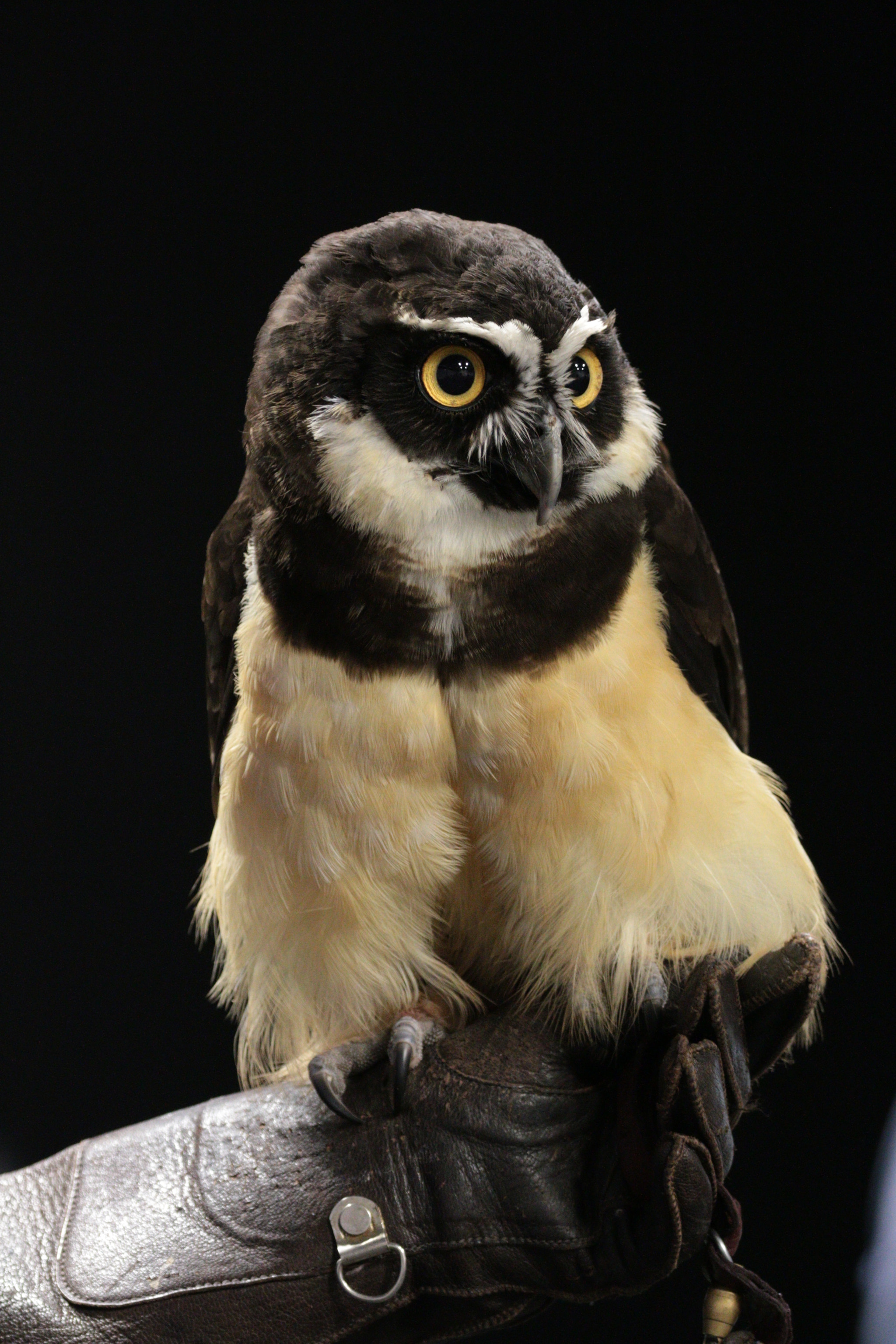 Canon EOS 70D sample photo. Spectacled owl photography
