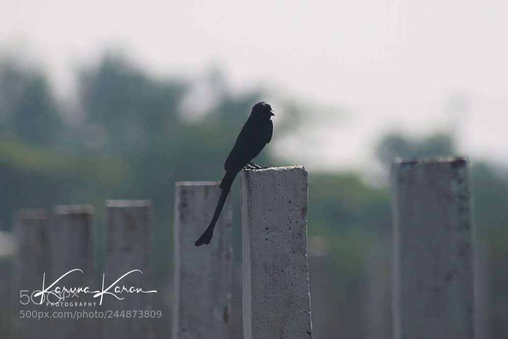 Sony a99 II sample photo. Beautiful day !!! photography
