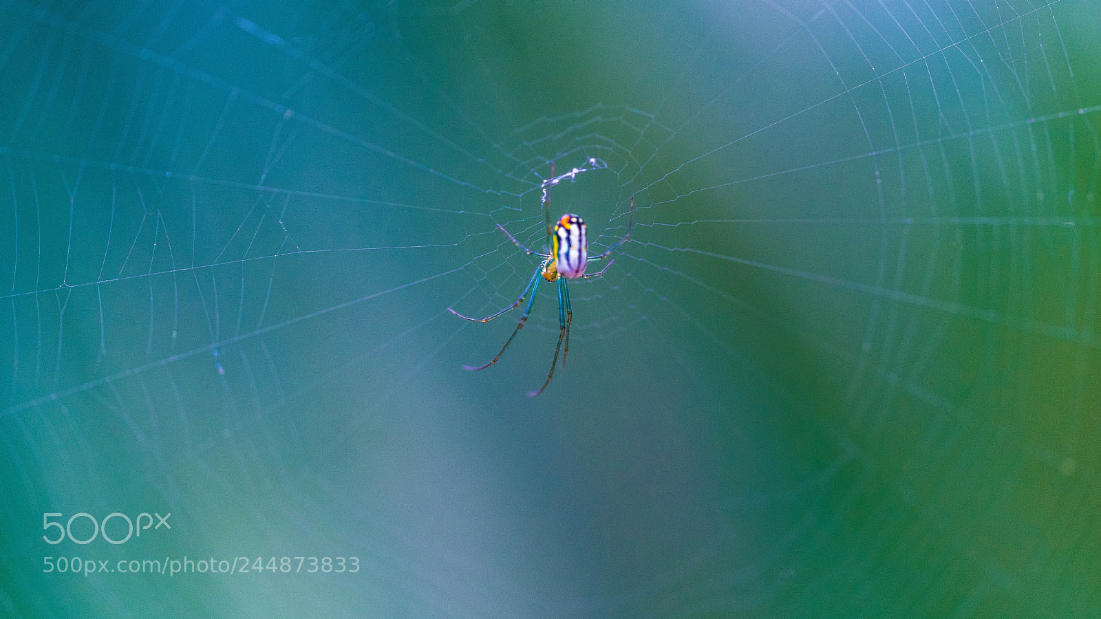 Sony a7R II sample photo. Spider photography
