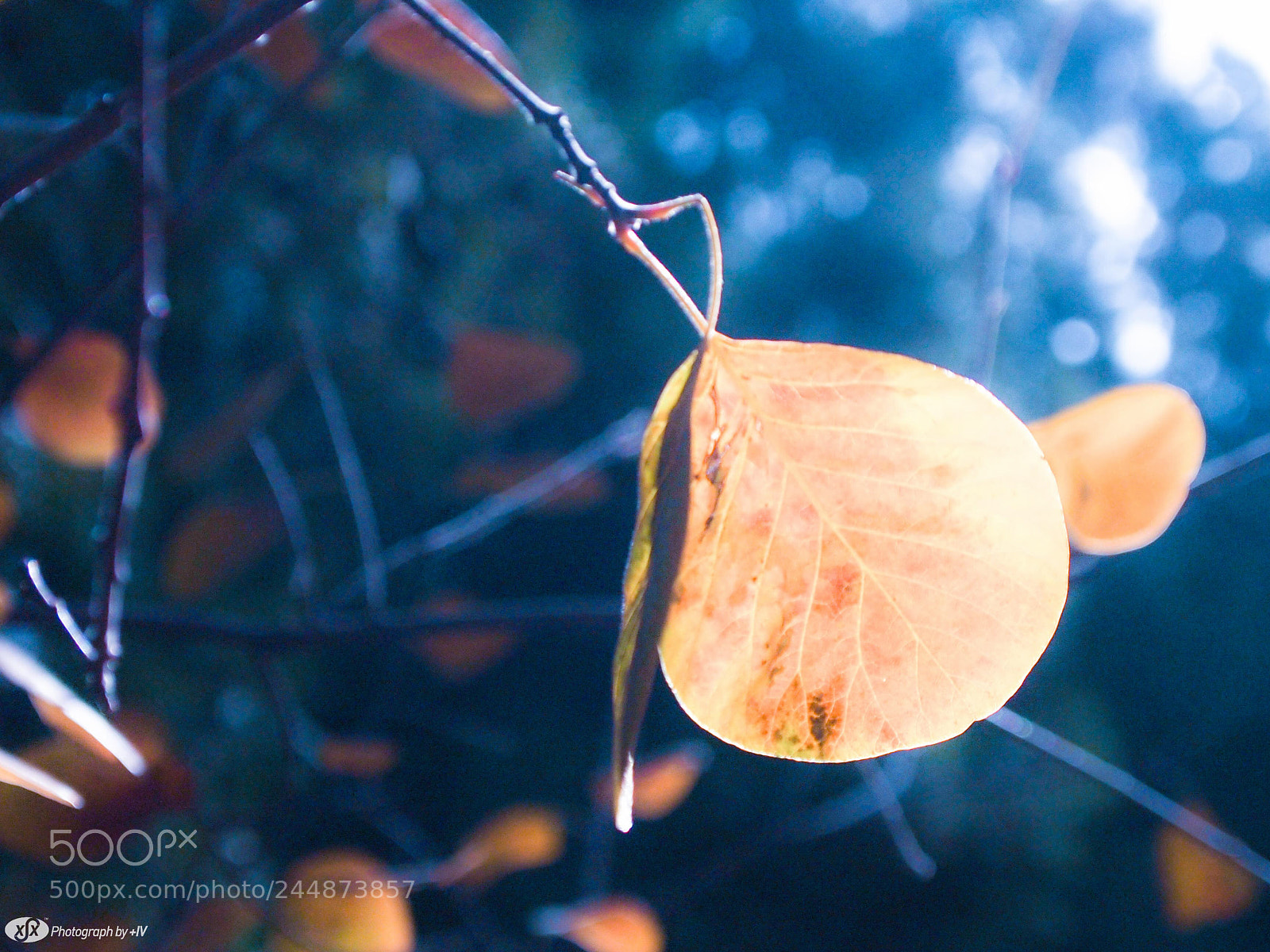 Olympus PEN E-PL1 sample photo. 冬叶 photography