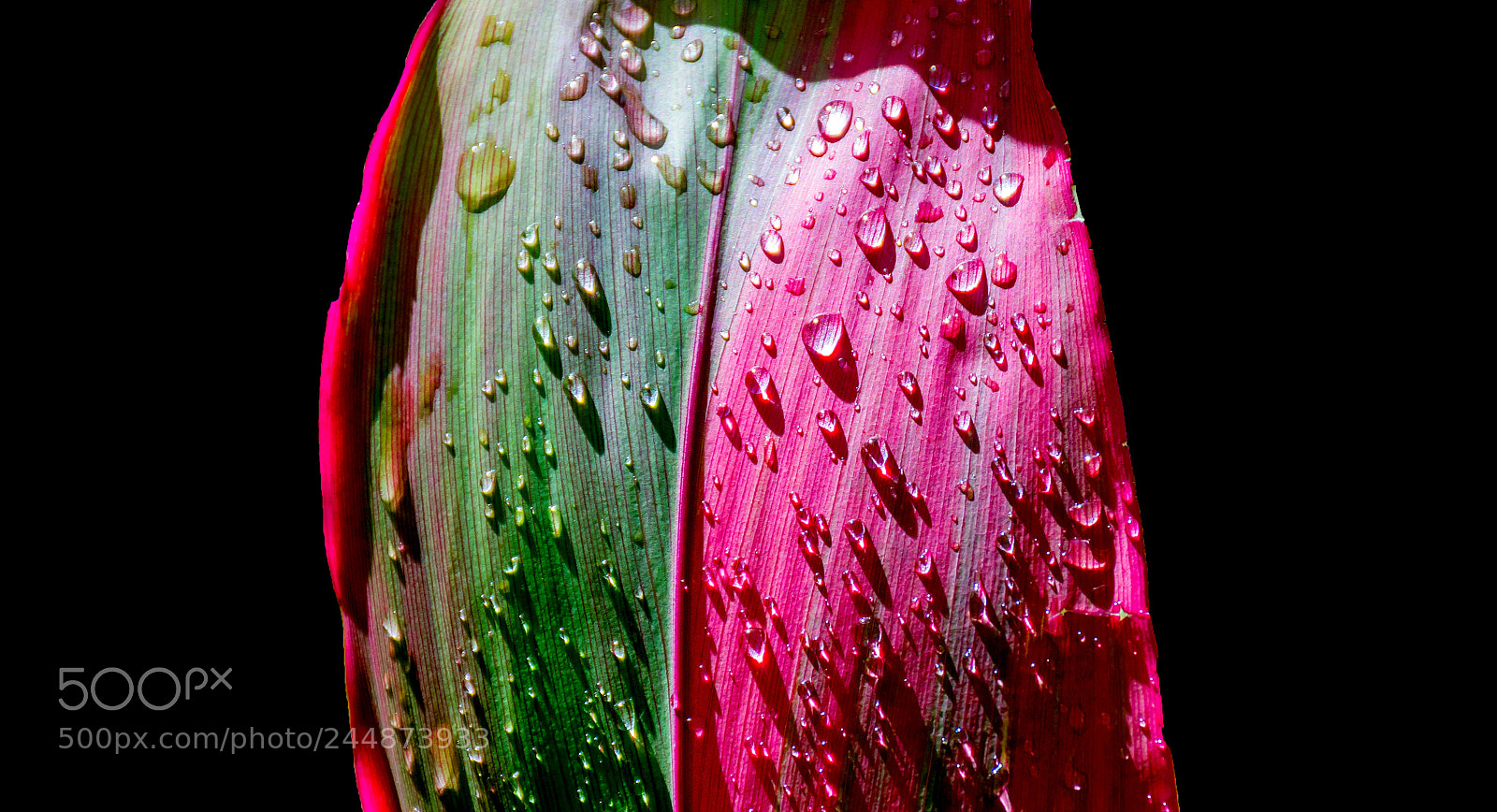 Nikon D7100 sample photo. Royal palm up close photography