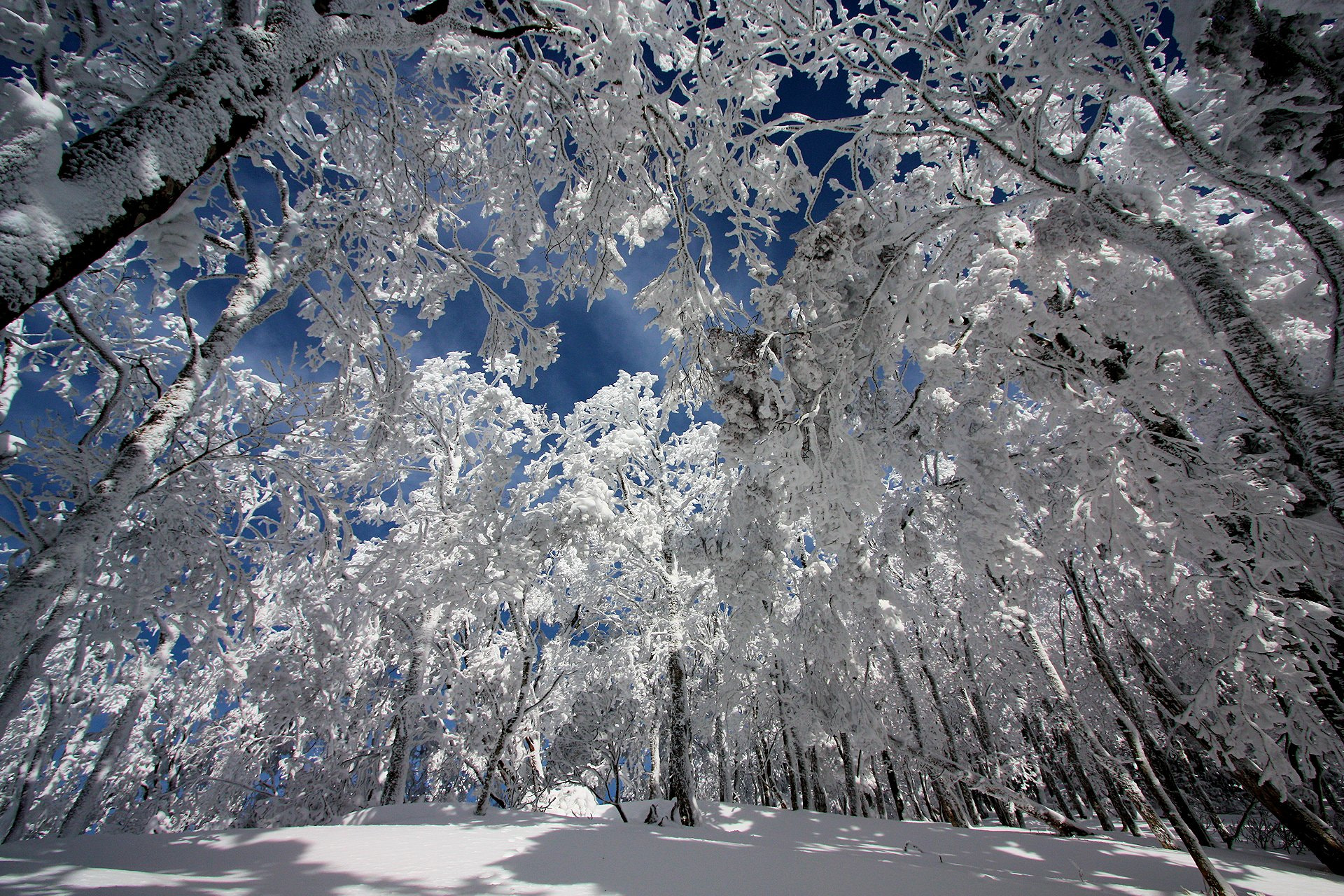 Canon EOS 450D (EOS Rebel XSi / EOS Kiss X2) sample photo. White forest photography