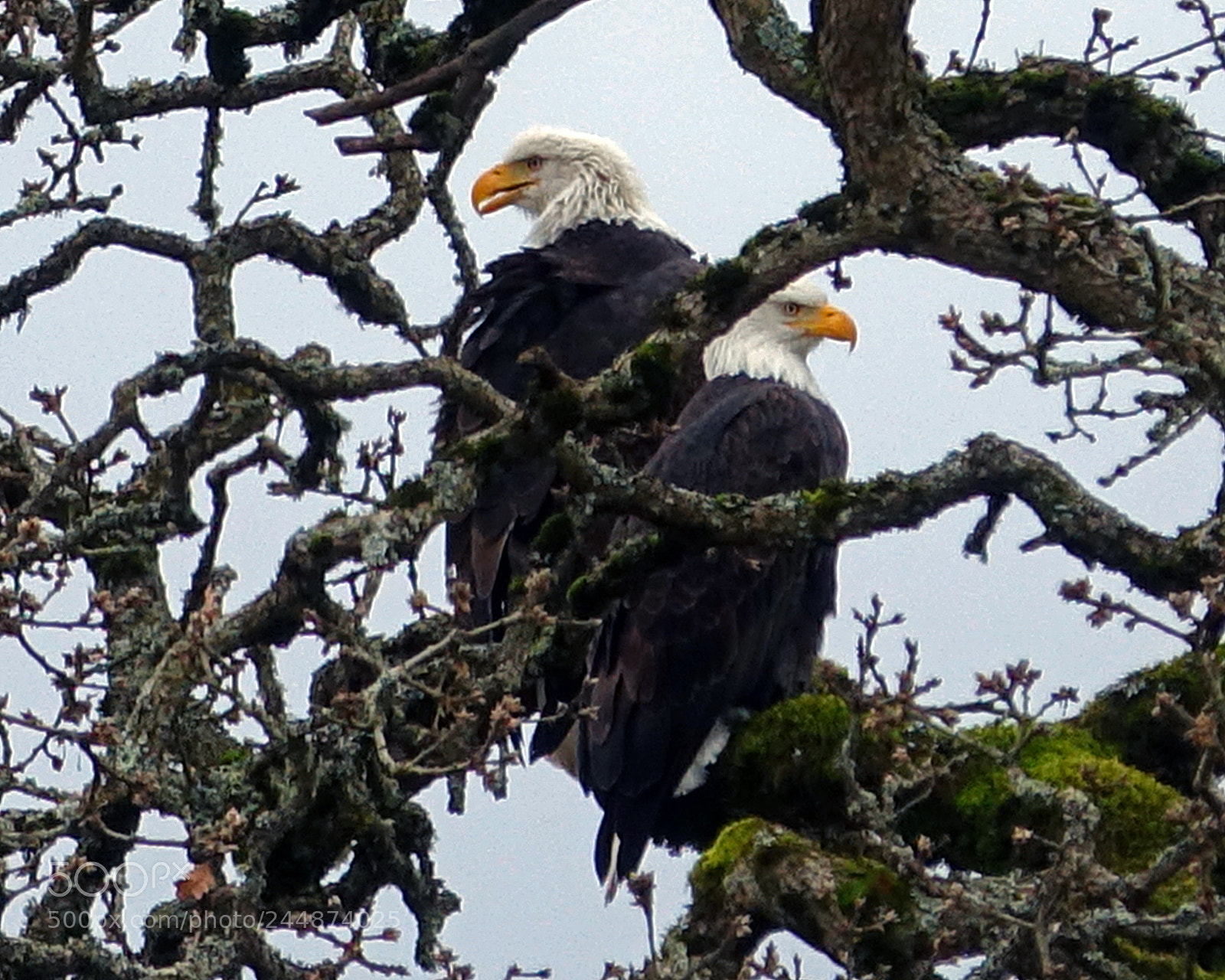 Sony Cyber-shot DSC-RX10 III sample photo. Bald eagles photography