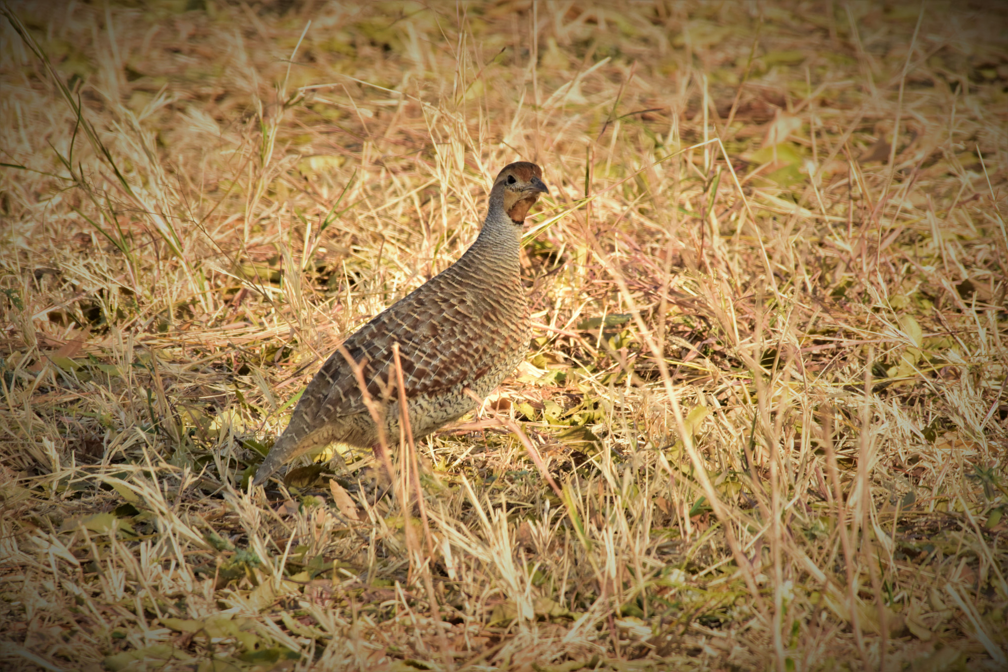 Nikon D5300 + Sigma 150-500mm F5-6.3 DG OS HSM sample photo. Grey francolin photography