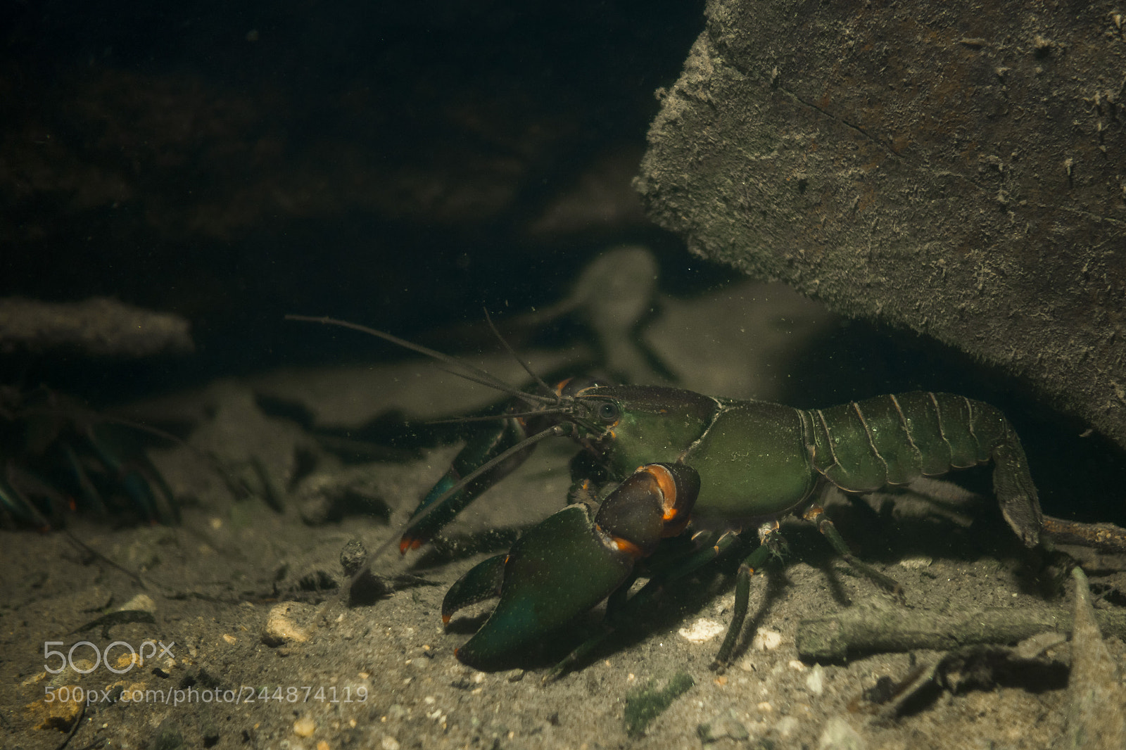 Sony Cyber-shot DSC-RX100 IV sample photo. Freshwater crayfish sp. photography