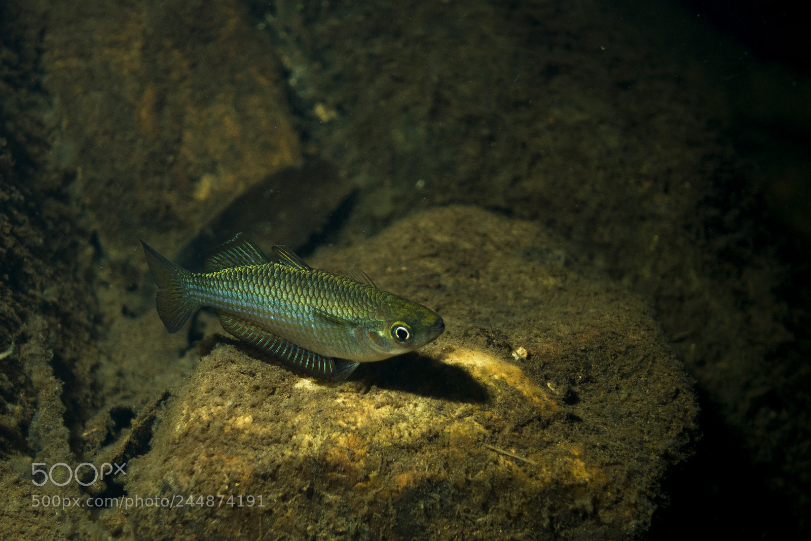 Sony Cyber-shot DSC-RX100 IV sample photo. Rainbowfish sp. photography