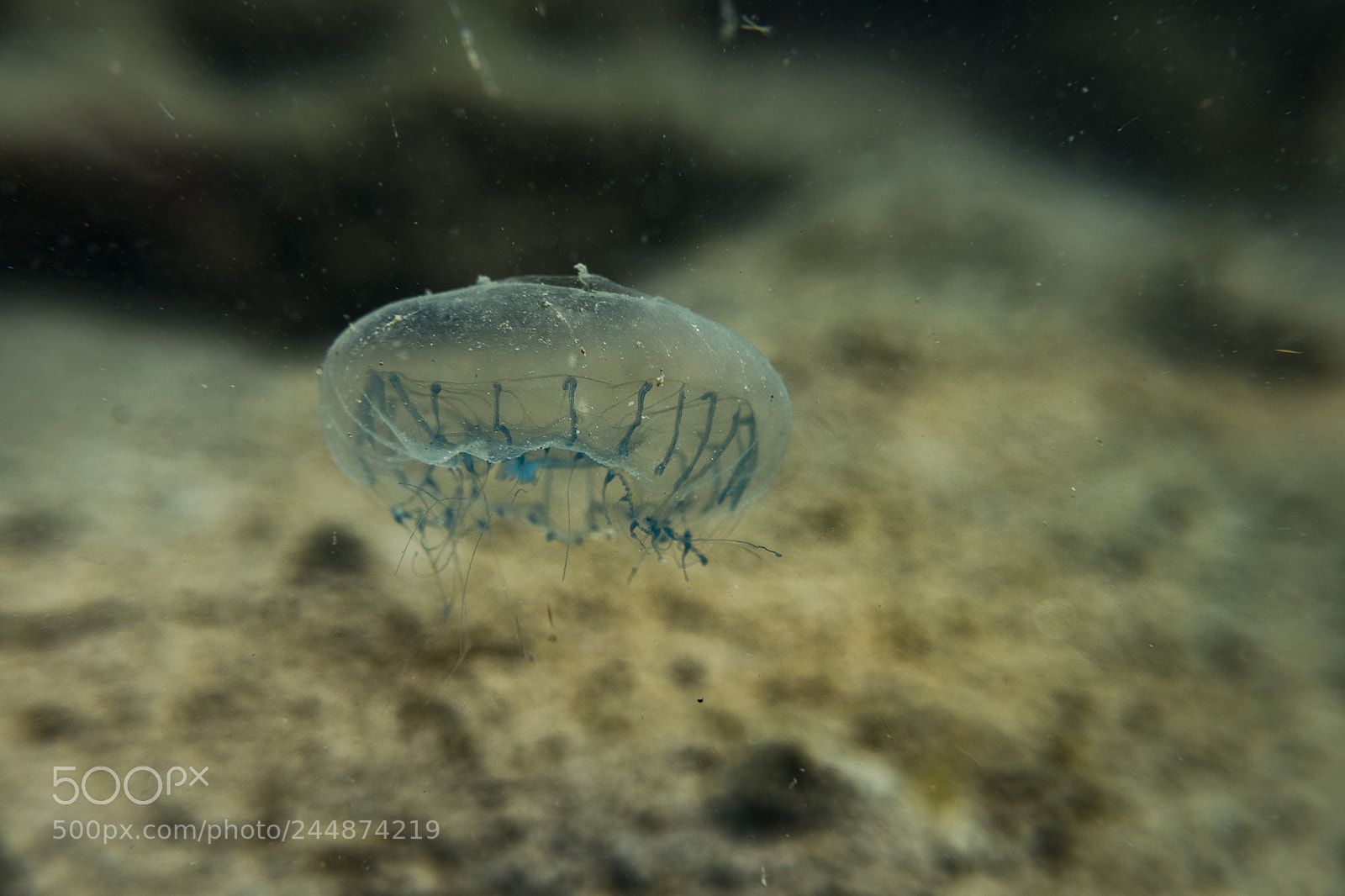 Sony Cyber-shot DSC-RX100 IV sample photo. Jellyfish sp. photography