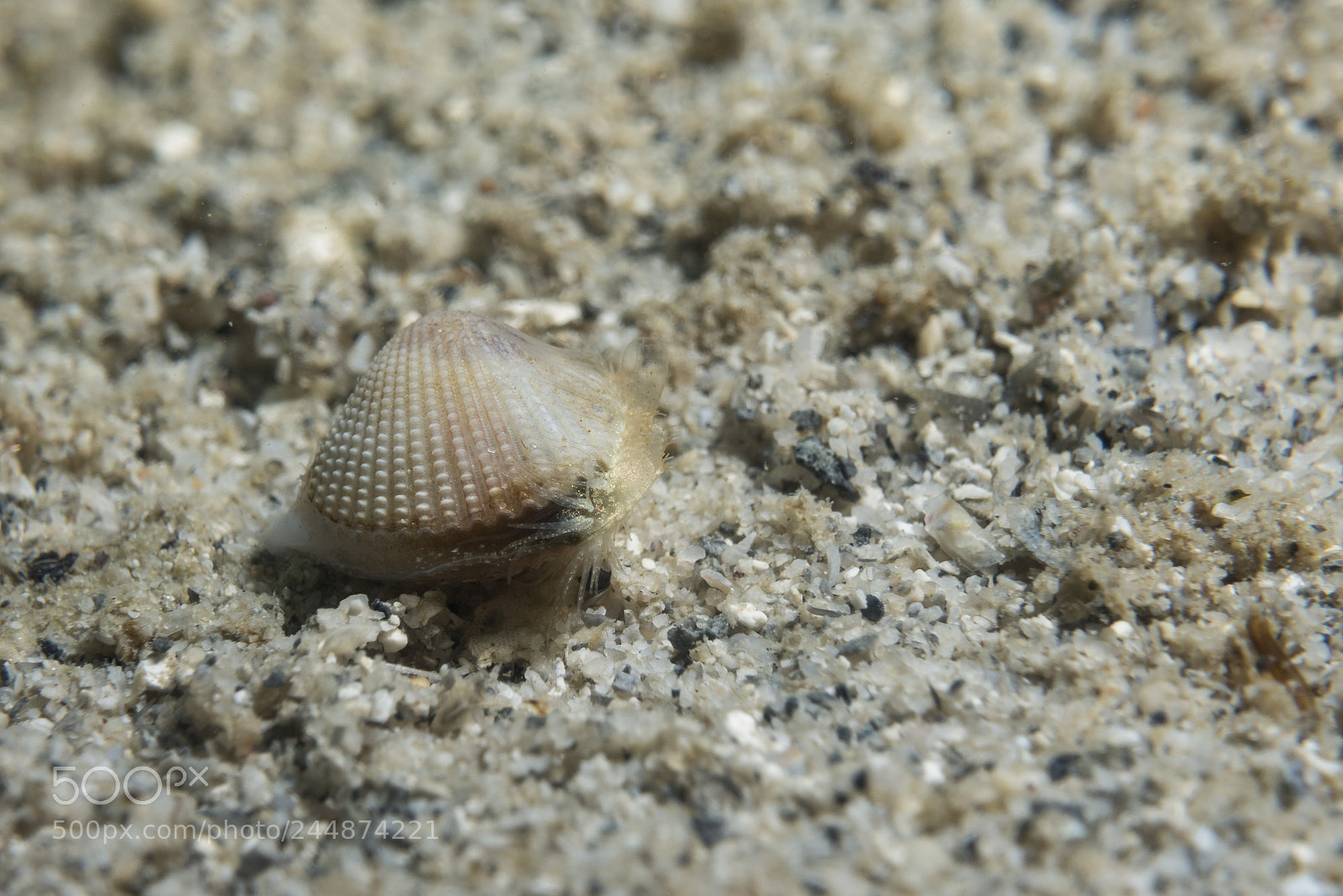 Sony Cyber-shot DSC-RX100 IV sample photo. Clam sp. photography