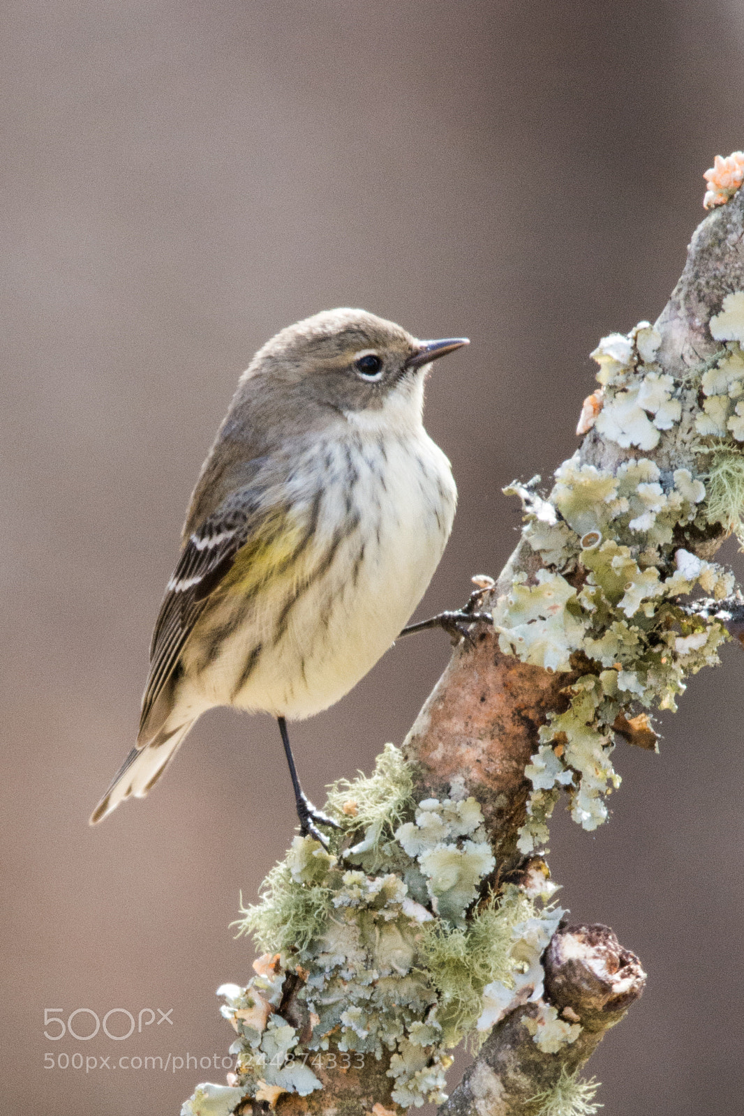 Nikon D7100 sample photo. Warbler photography