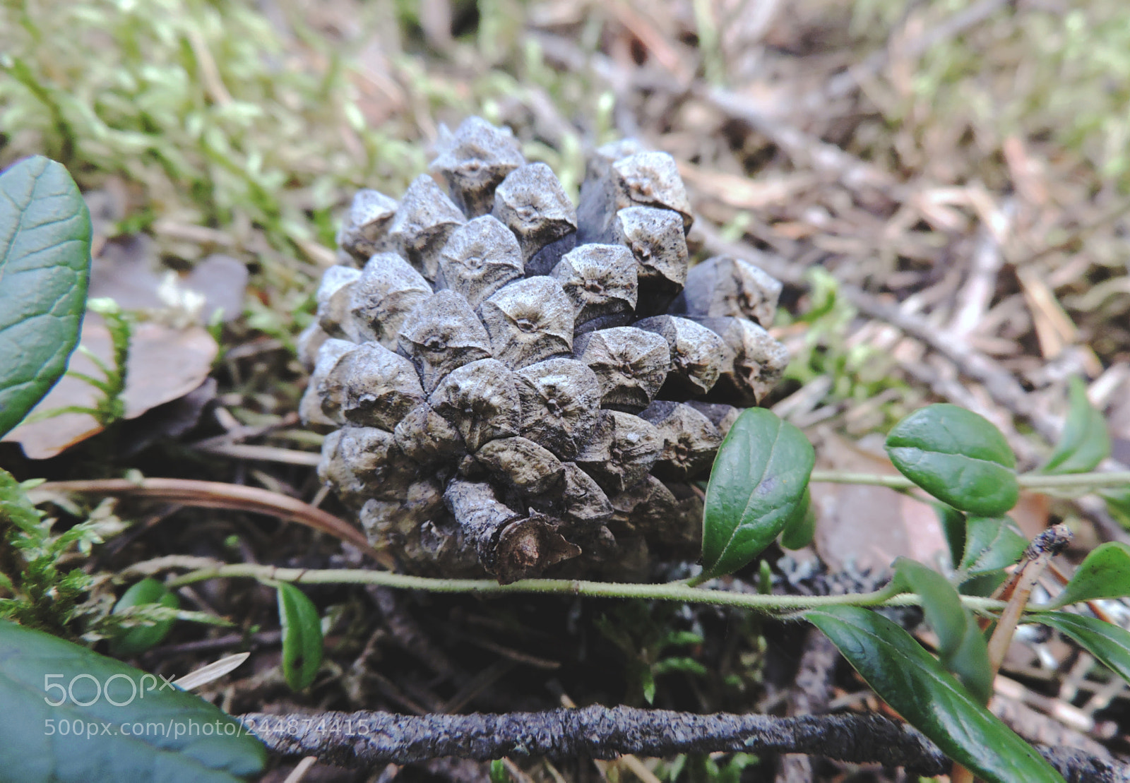 Nikon Coolpix P530 sample photo. Fir-cone photography