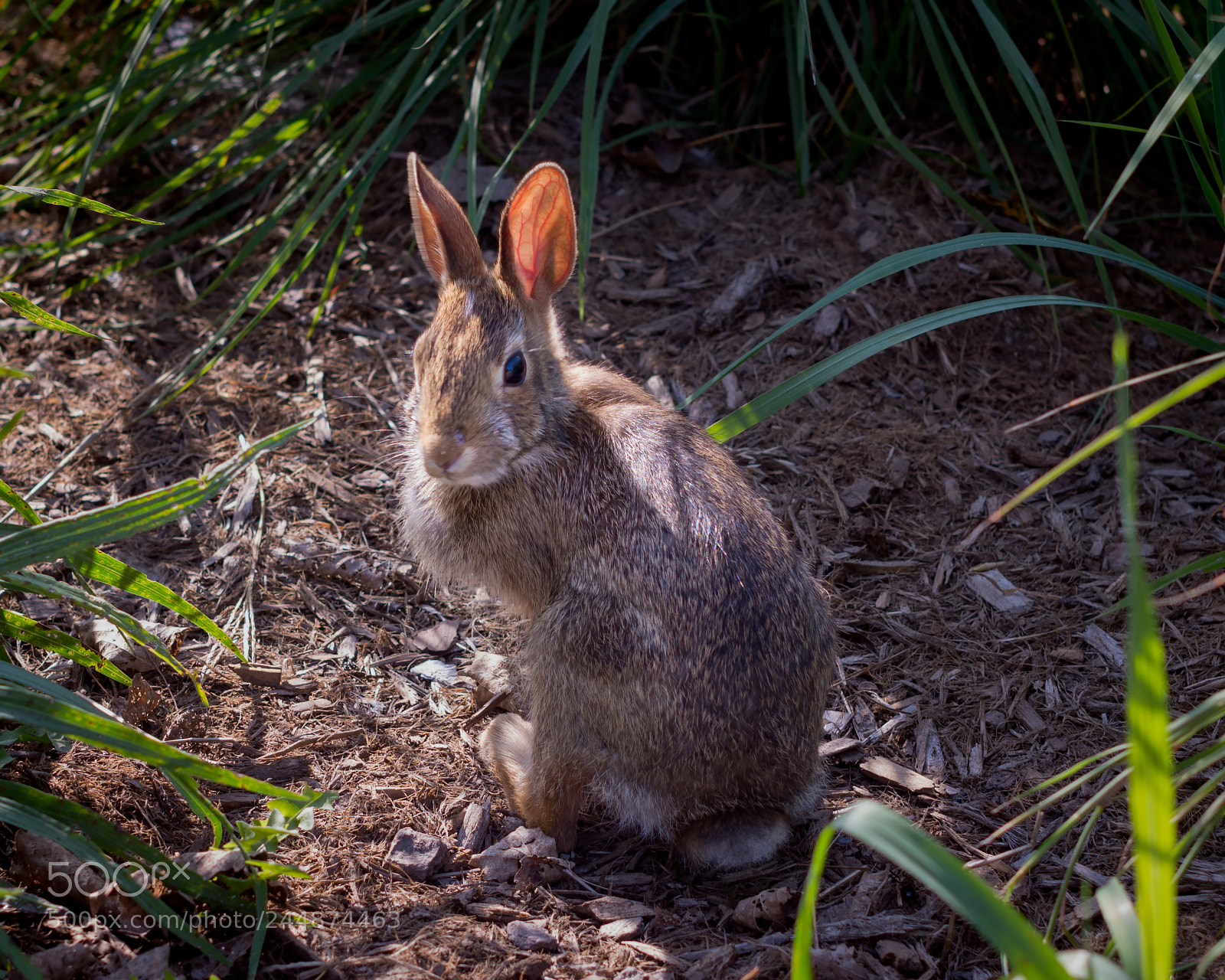 Nikon D7200 sample photo. Rabbit photography