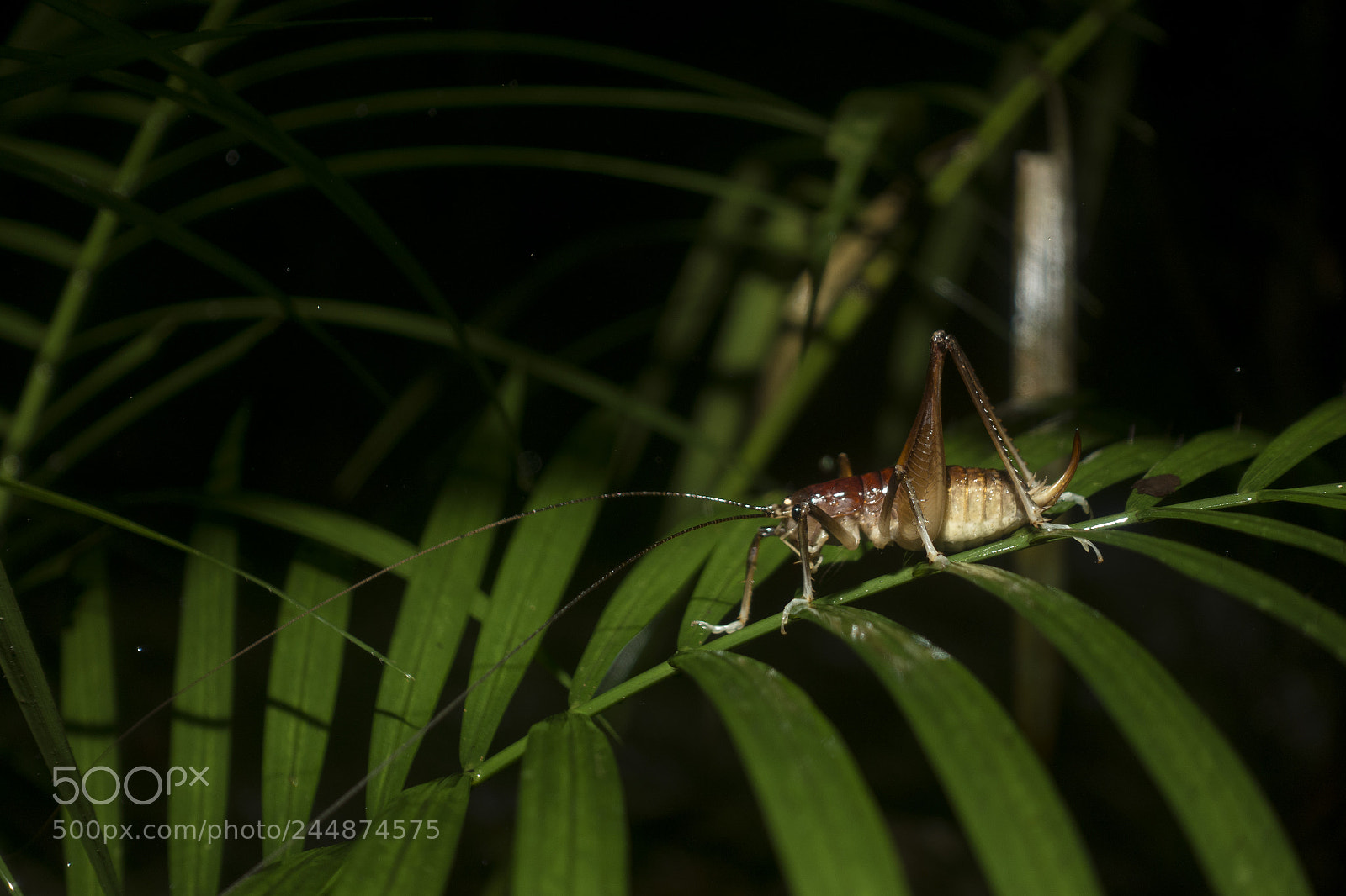 Sony Cyber-shot DSC-RX100 IV sample photo. White-kneed cricket photography
