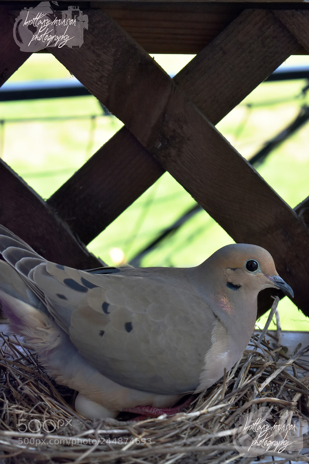 Nikon D7200 sample photo. 10.jpg photography