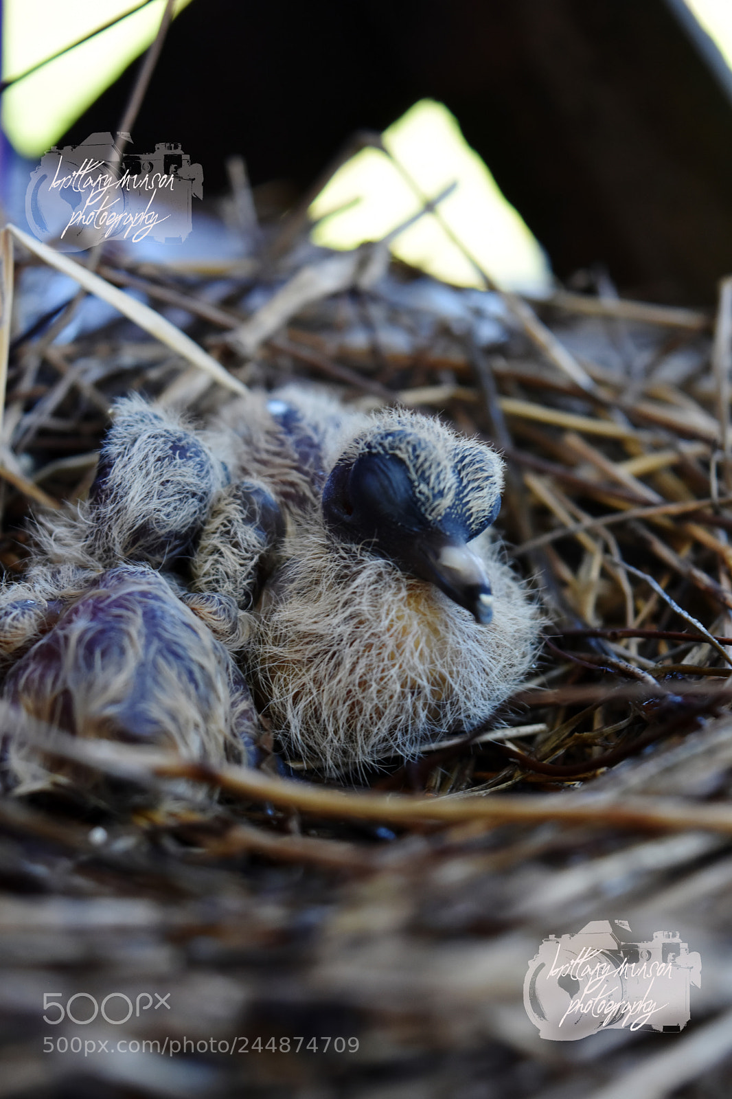 Nikon D7200 sample photo. 16.jpg photography