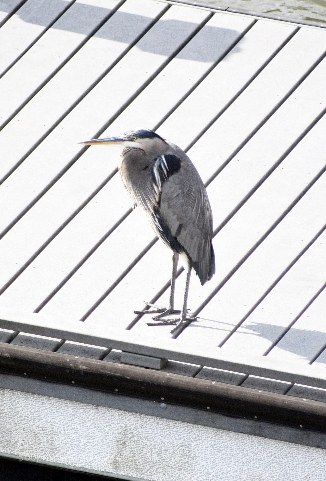 Nikon D7200 sample photo. 2.jpg photography
