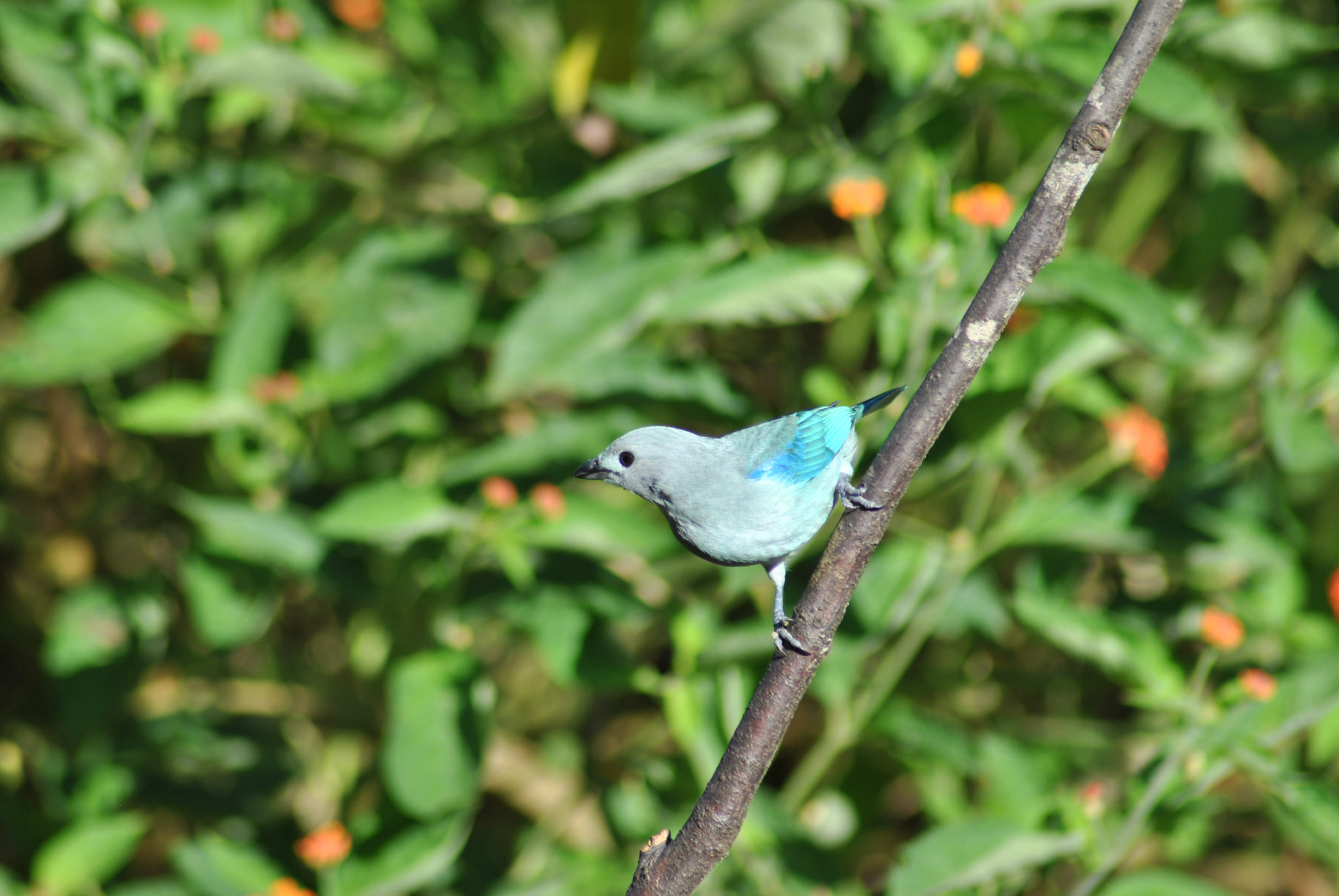 Nikon AF Nikkor 70-300mm F4-5.6G sample photo. Trauphis episcopus photography