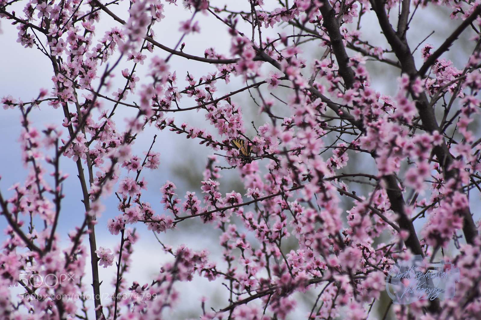 Nikon D7200 sample photo. 1.jpg photography