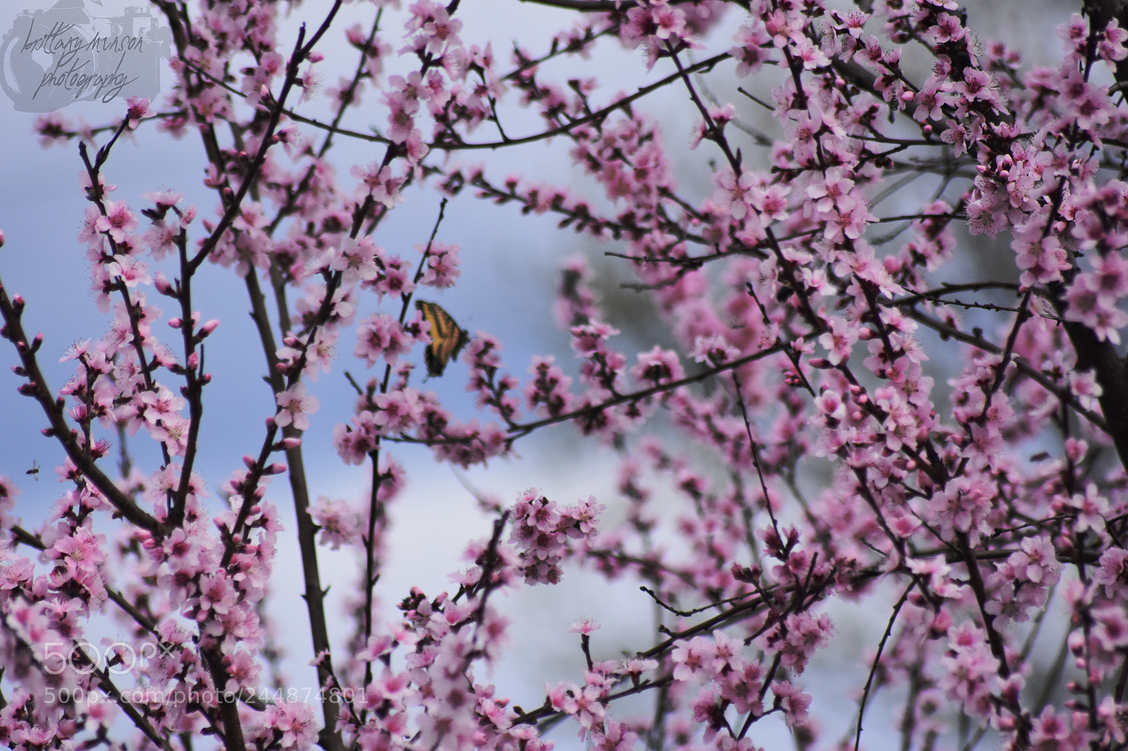 Nikon D7200 sample photo. 2.jpg photography