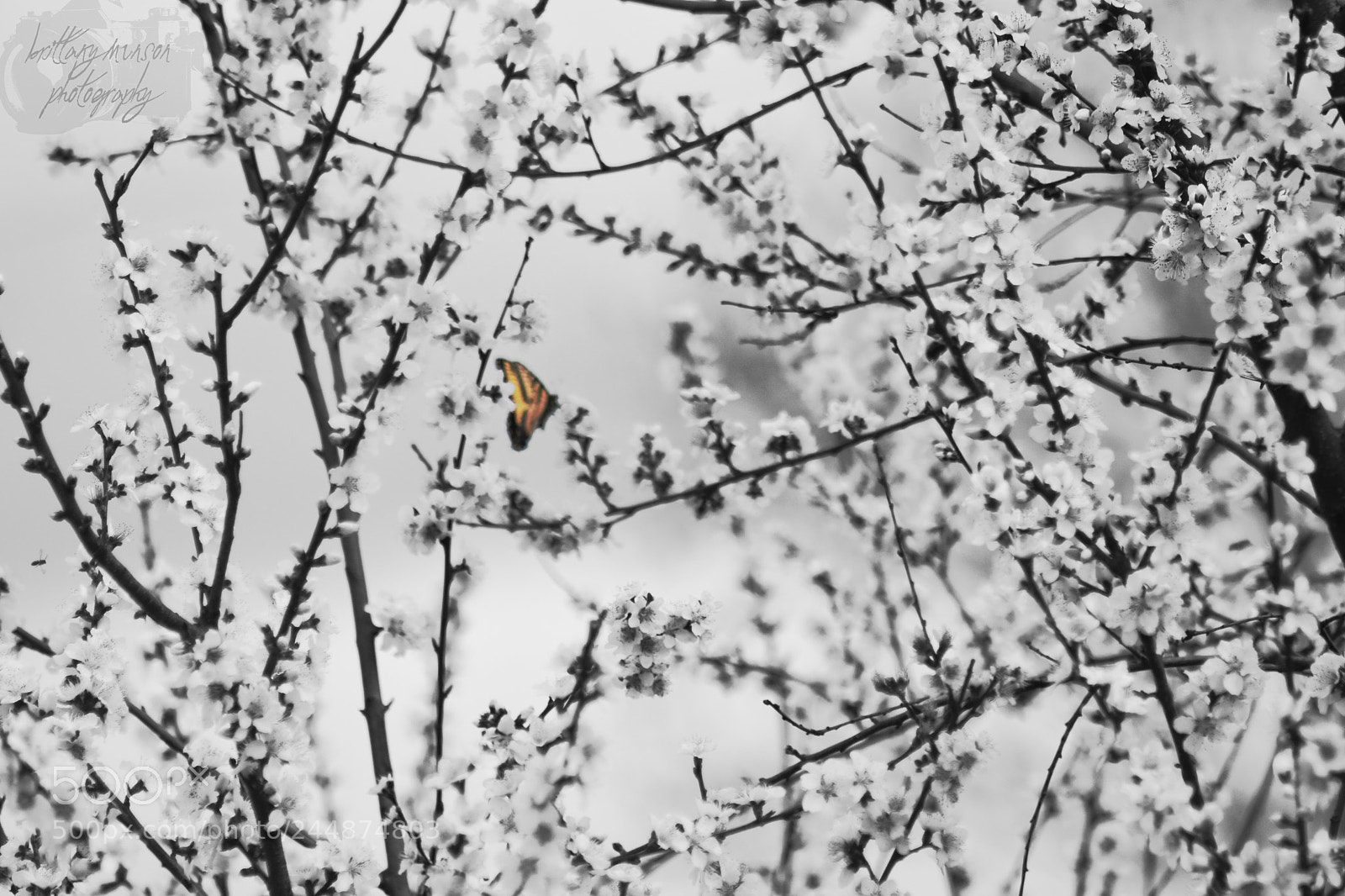 Nikon D7200 sample photo. 3.jpg photography