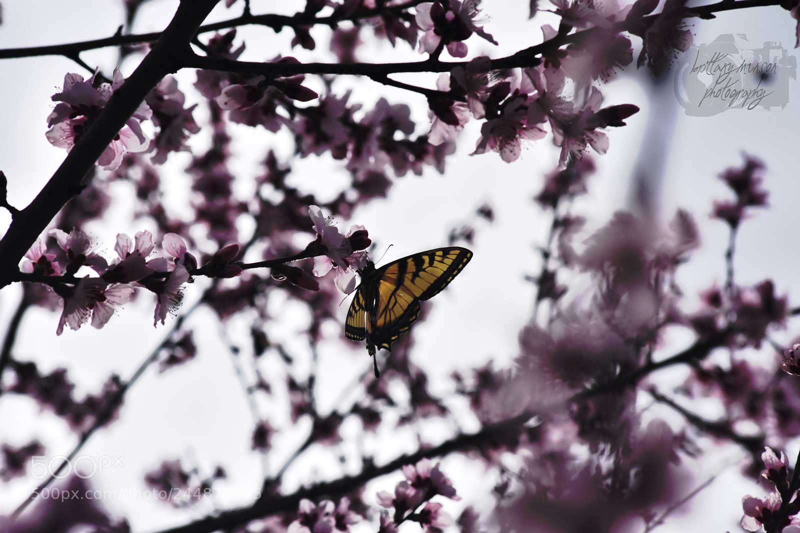 Nikon D7200 sample photo. 4.jpg photography