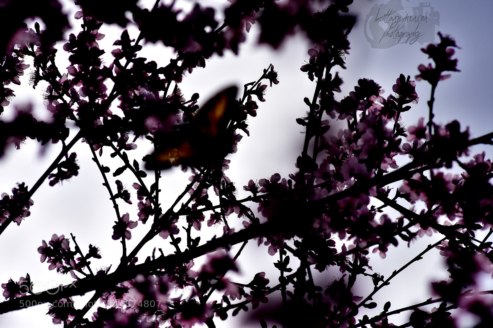 Nikon D7200 sample photo. 5.jpg photography