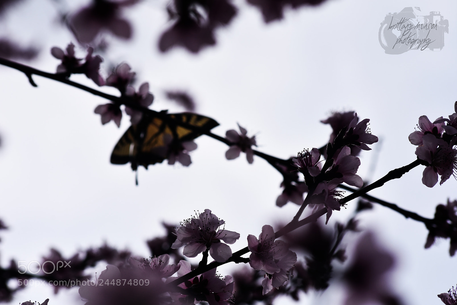 Nikon D7200 sample photo. 6.jpg photography