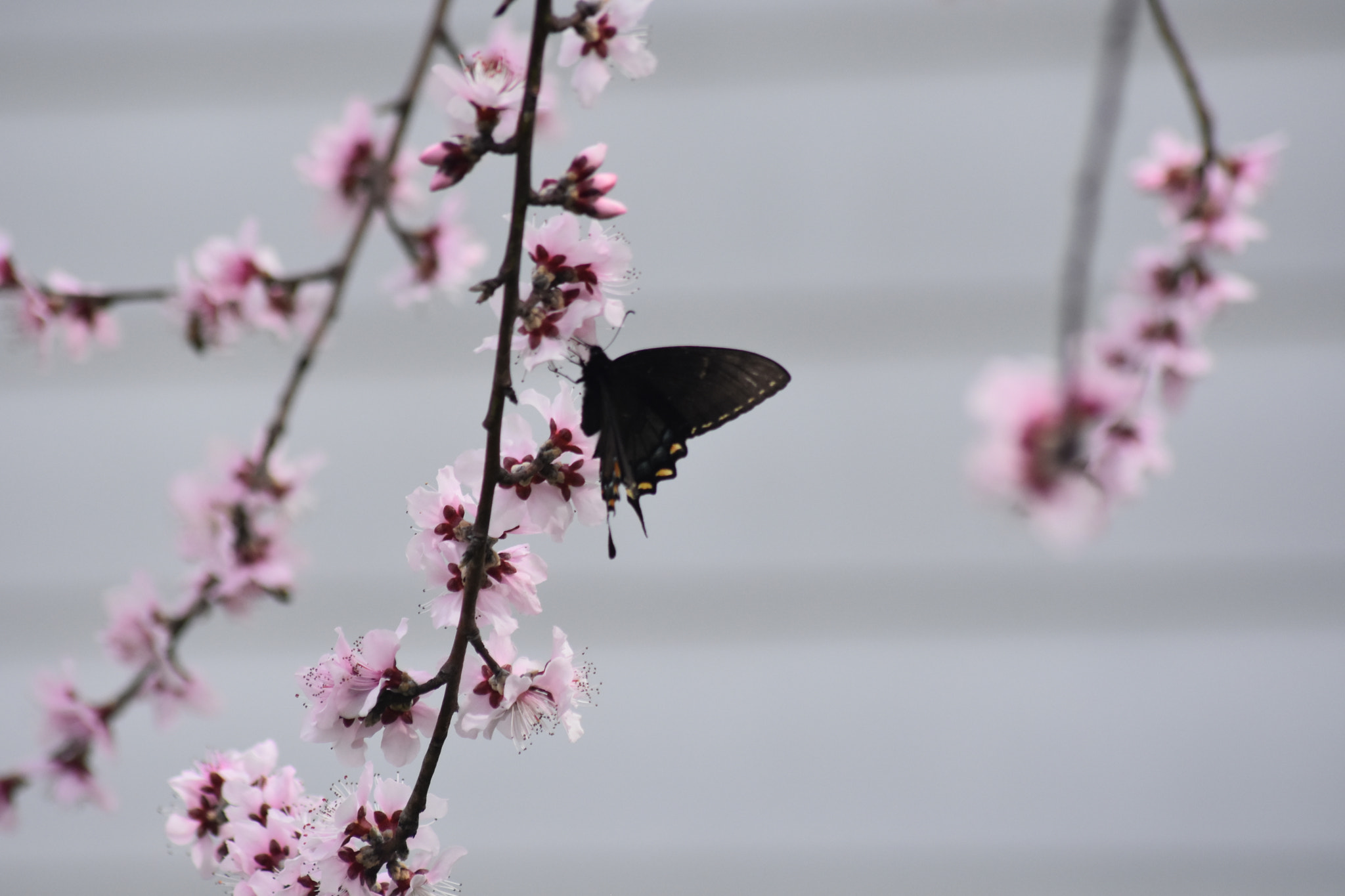 Sigma 70-300mm F4-5.6 APO DG Macro sample photo. Dsc photography
