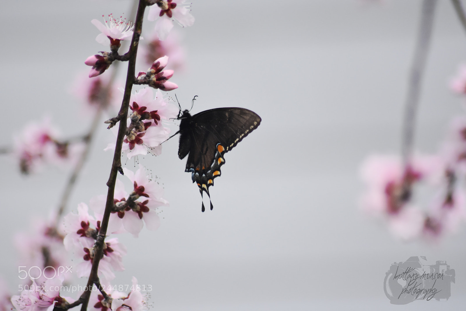 Nikon D7200 sample photo. 7.jpg photography