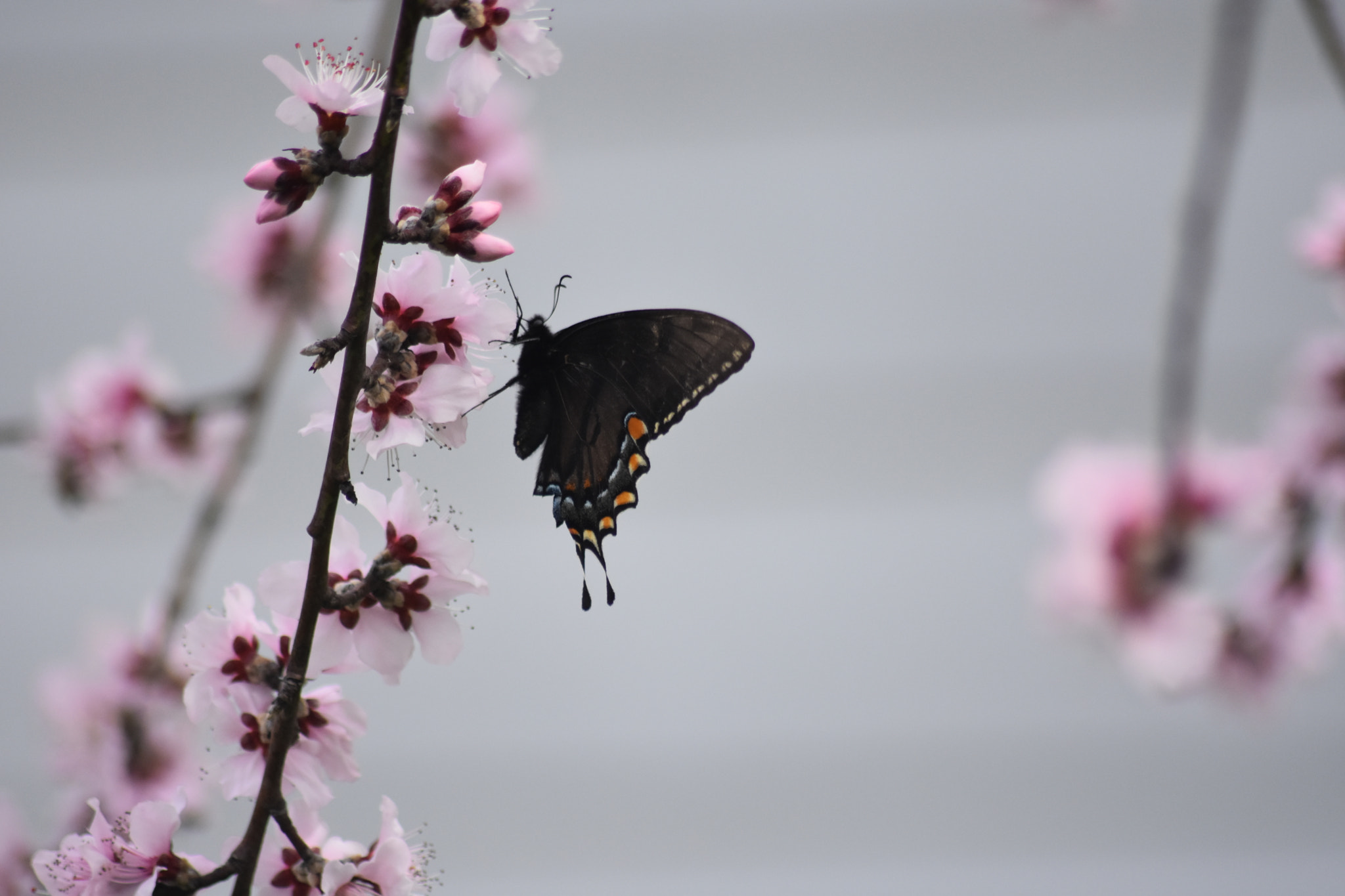 Nikon D7200 + Sigma 70-300mm F4-5.6 APO DG Macro sample photo. Dsc photography