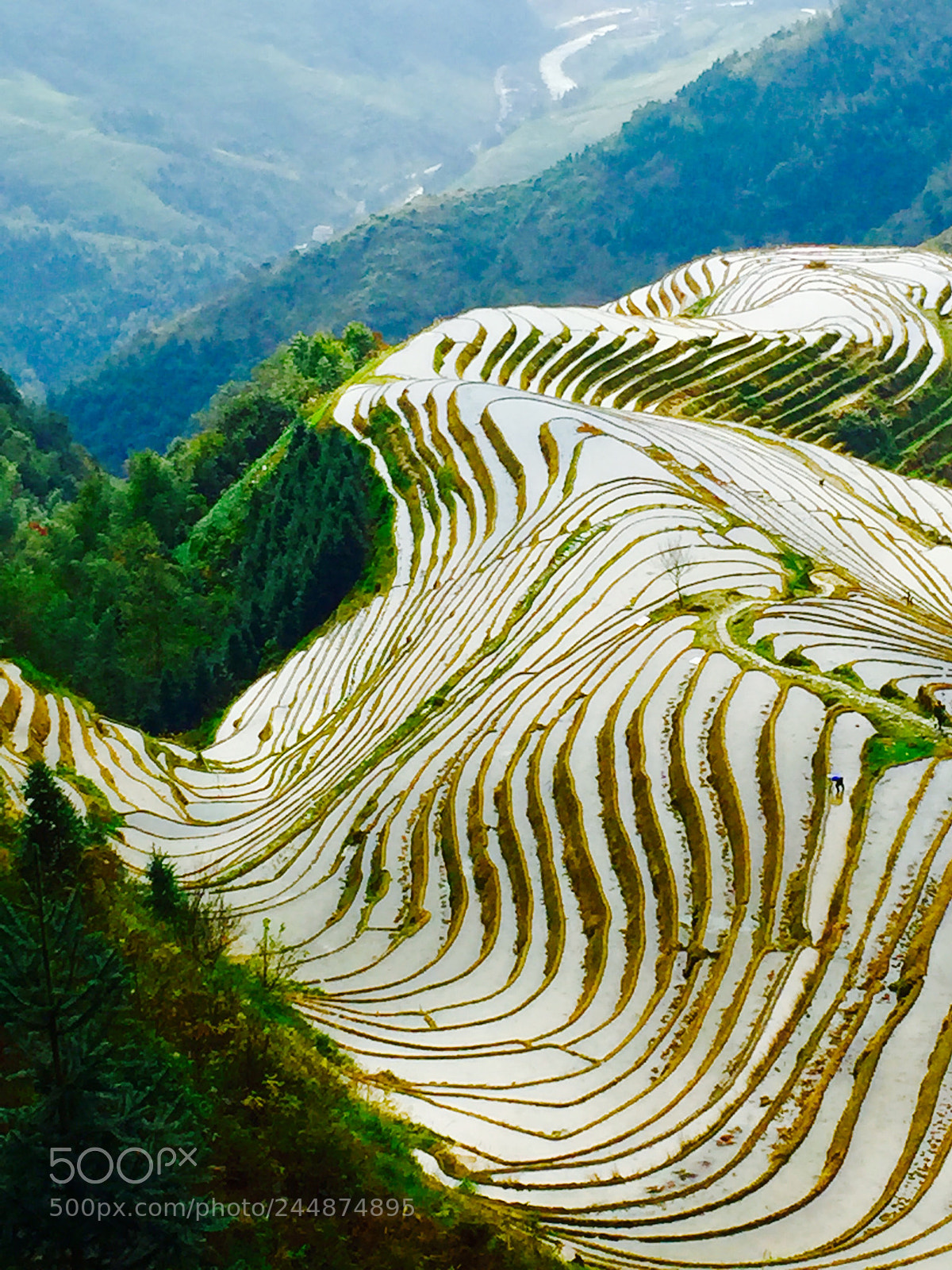 Apple iPhone 6 Plus sample photo. Terraced fields like eagle photography