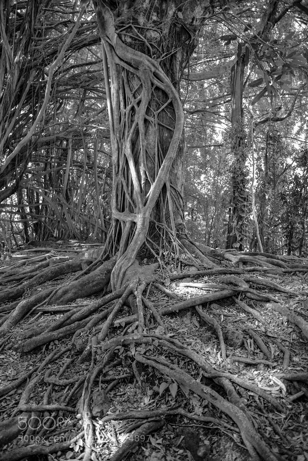 Nikon D610 sample photo. Tangled photography