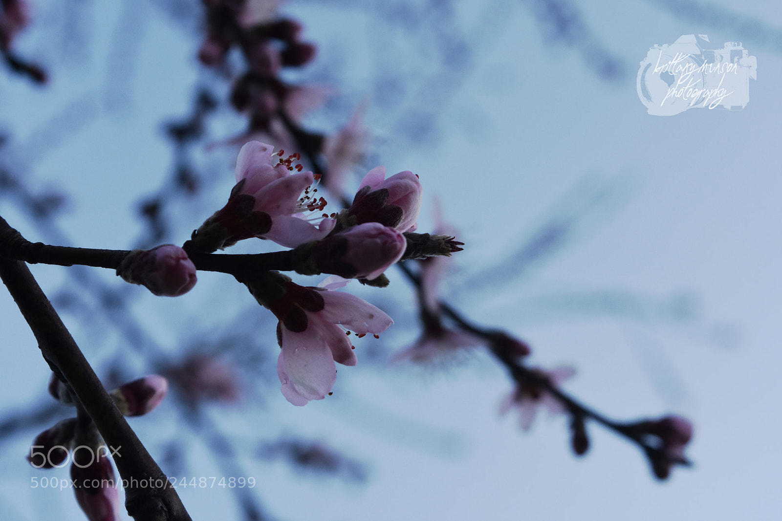 Nikon D7200 sample photo. 1.jpg photography